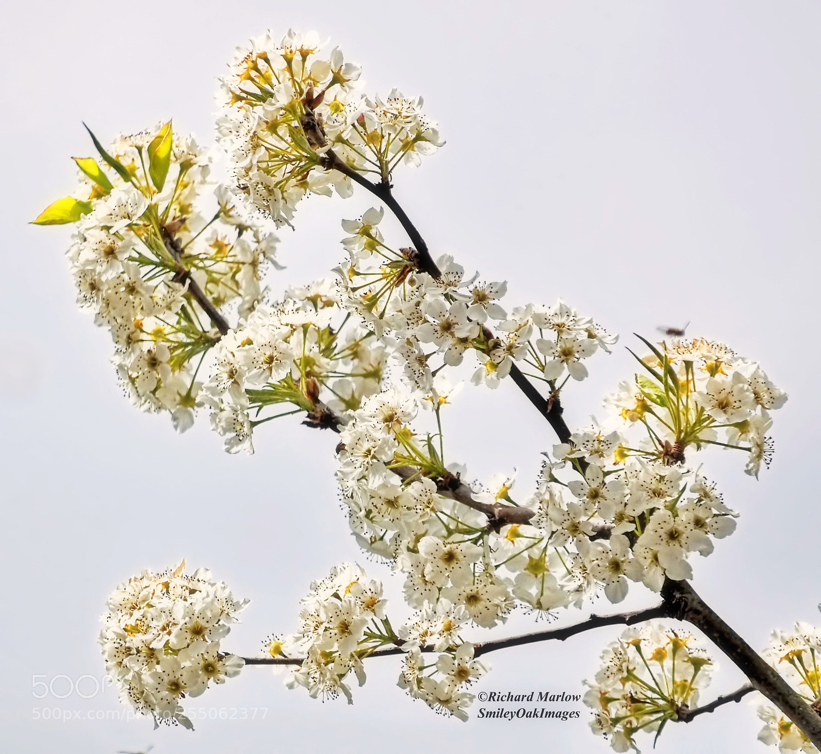 Nikon D5000 sample photo. Spring blooms photography