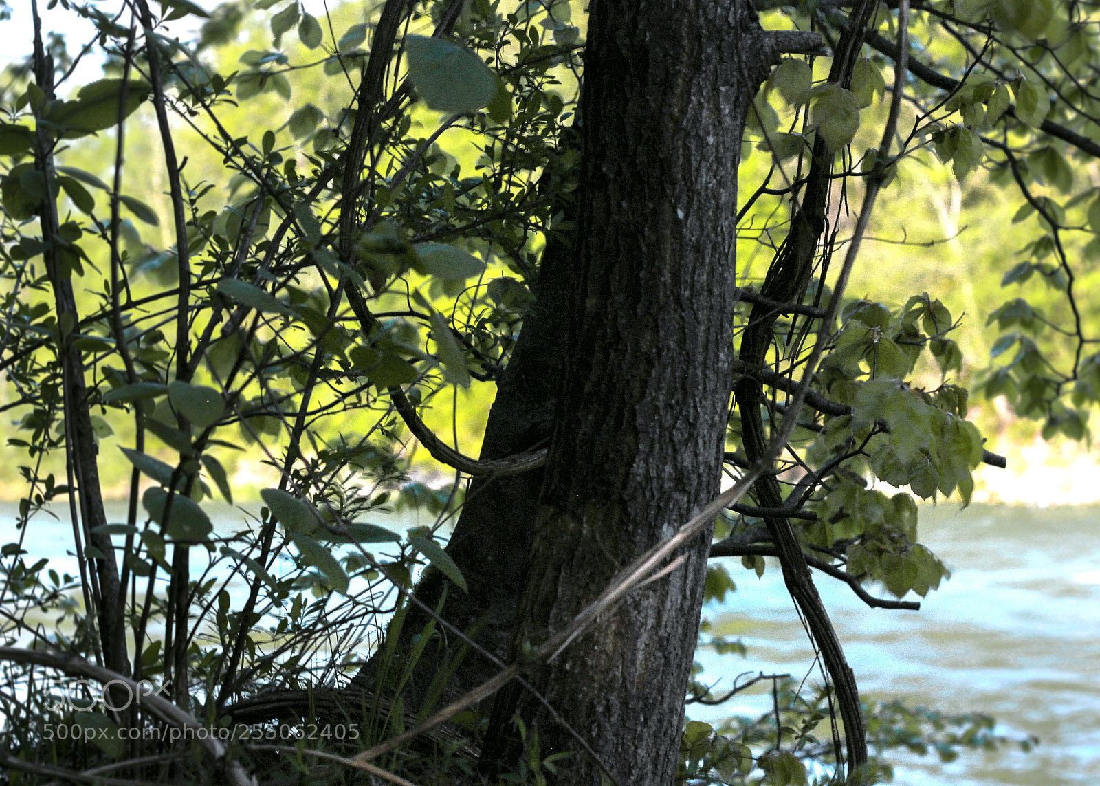 Canon EOS 550D (EOS Rebel T2i / EOS Kiss X4) sample photo. 50mm of nature photography