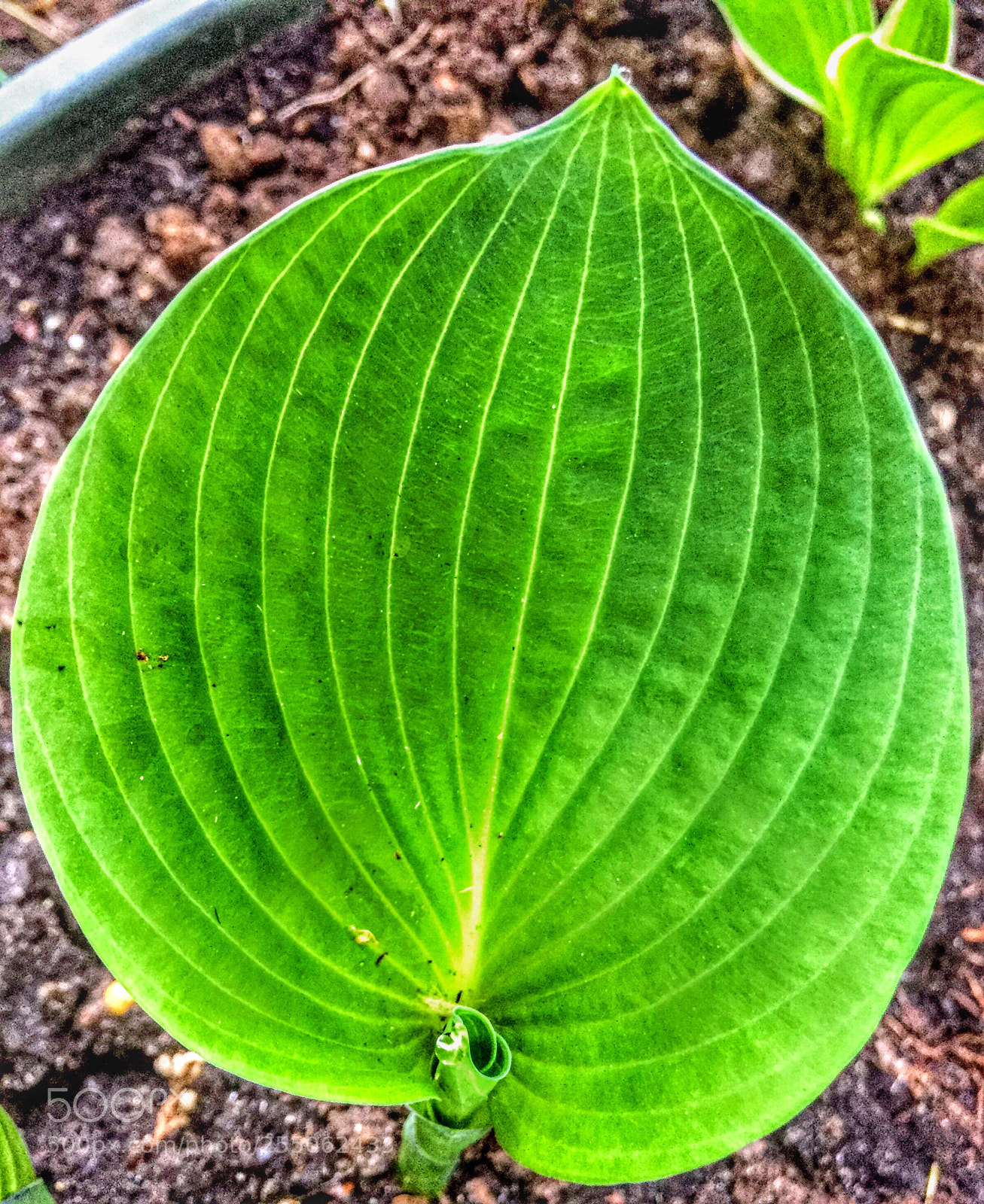 Apple iPhone 6 sample photo. Green photography