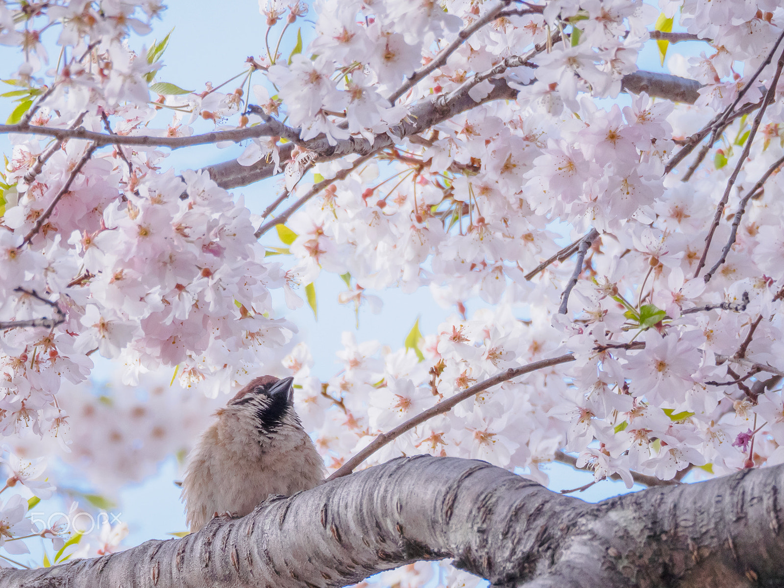 Olympus PEN E-PL9 sample photo. The sparrow which enjoys spring photography
