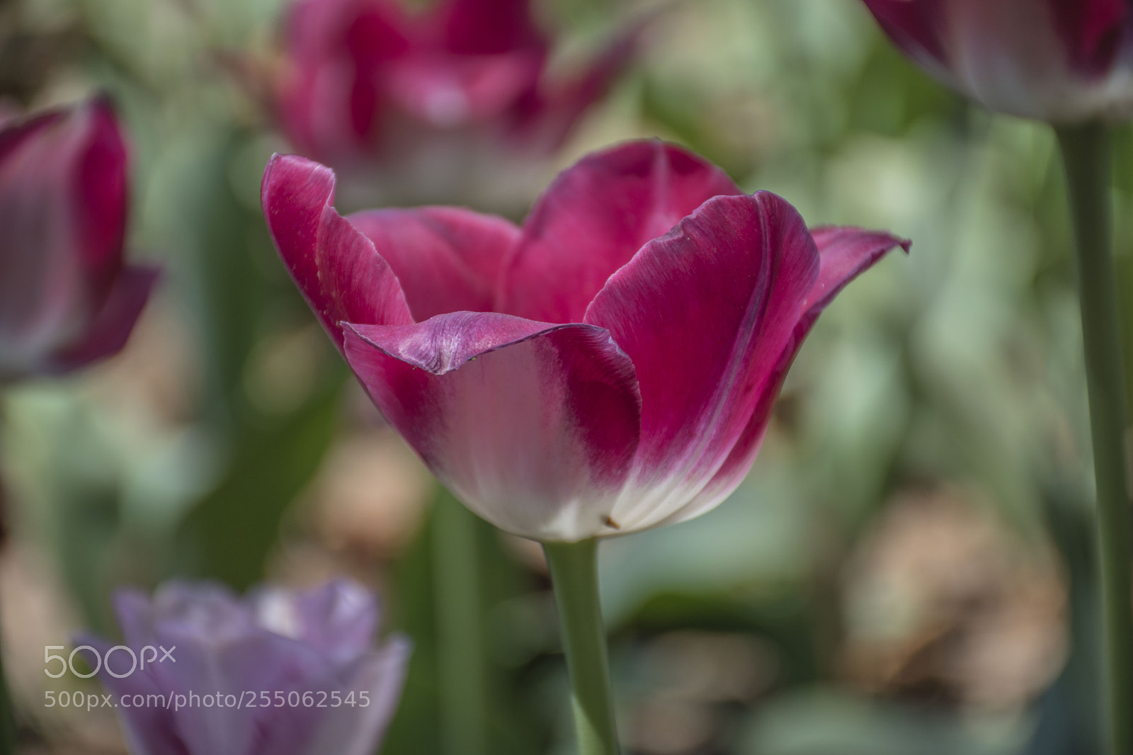 Nikon D5500 sample photo. Dslr photography