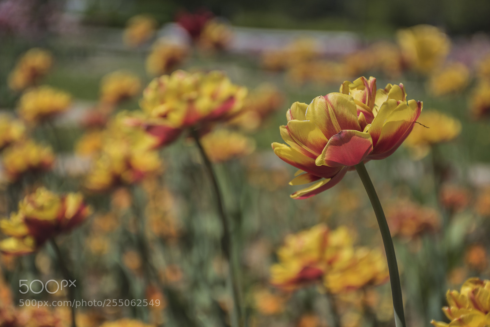 Nikon D5500 sample photo. Dslr photography