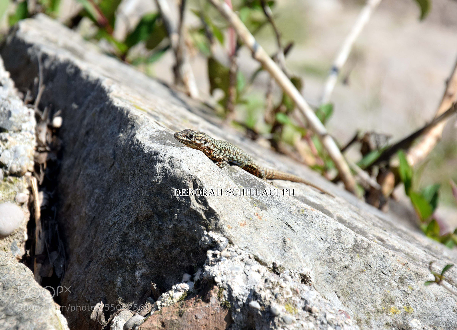 Nikon D3300 sample photo. Lucertola photography