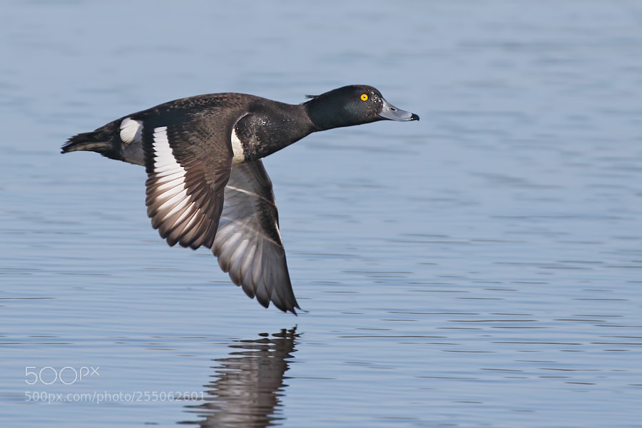 Canon EOS 7D Mark II sample photo. Tufted duck photography