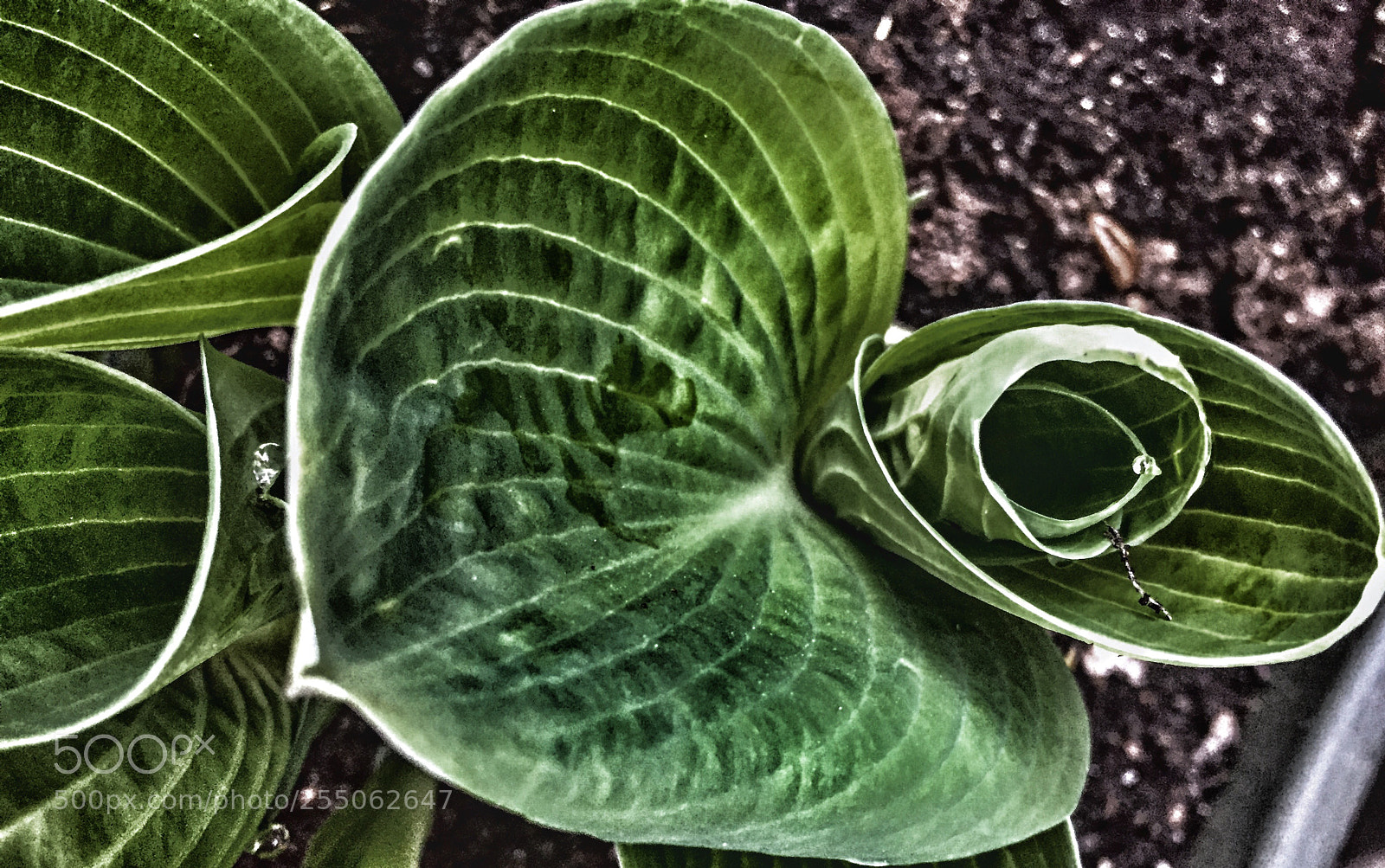 Apple iPhone 6 sample photo. Green photography