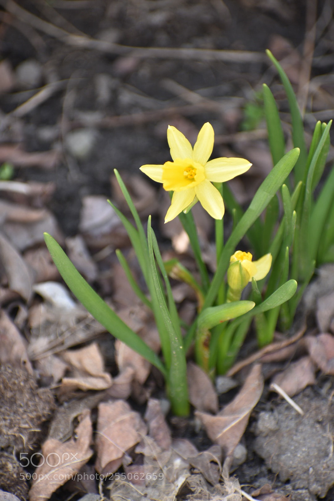 Nikon D3400 sample photo. Spring flowers photography