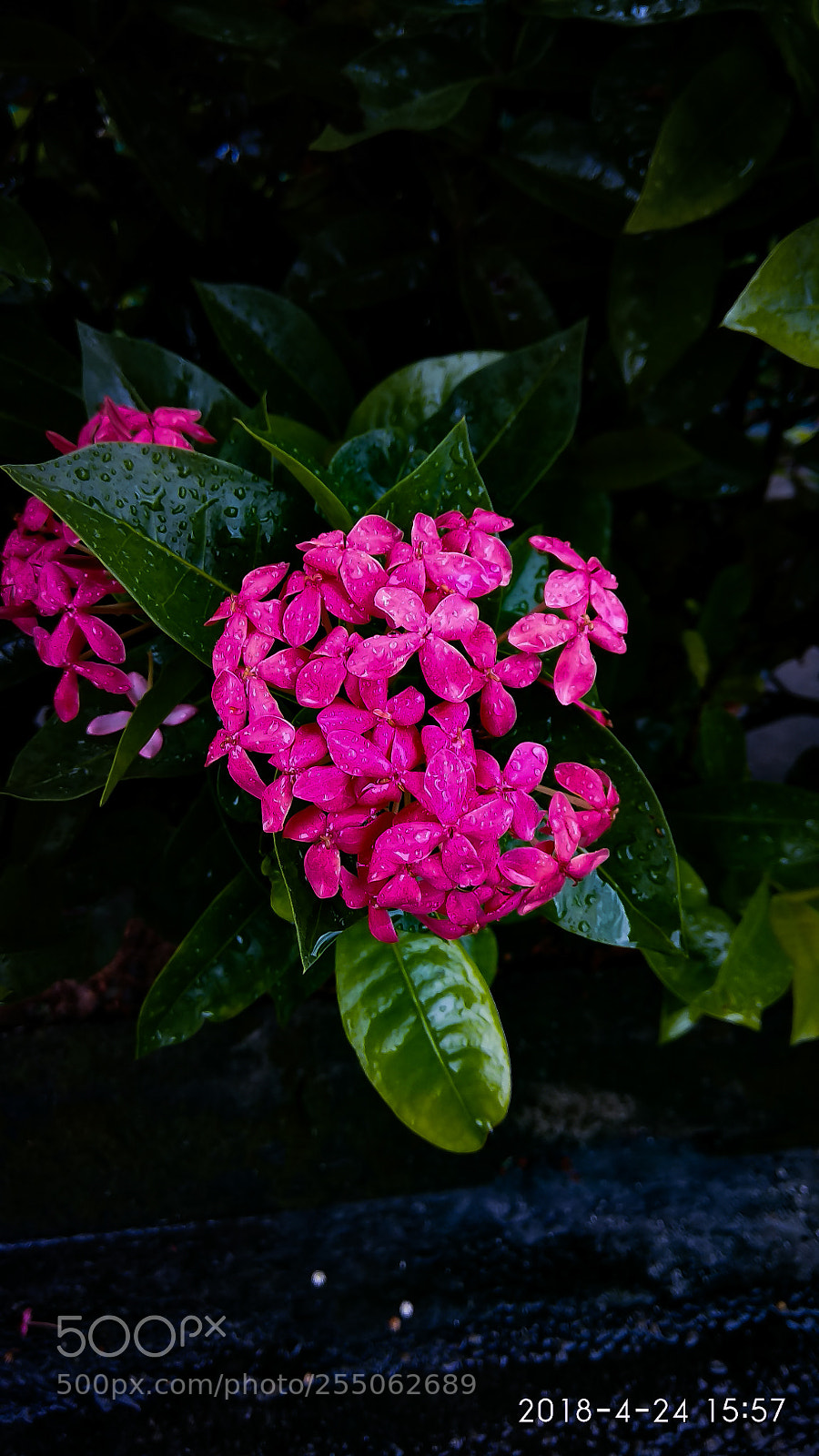 Xiaomi Redmi Note 4 sample photo. Pink flowers photography