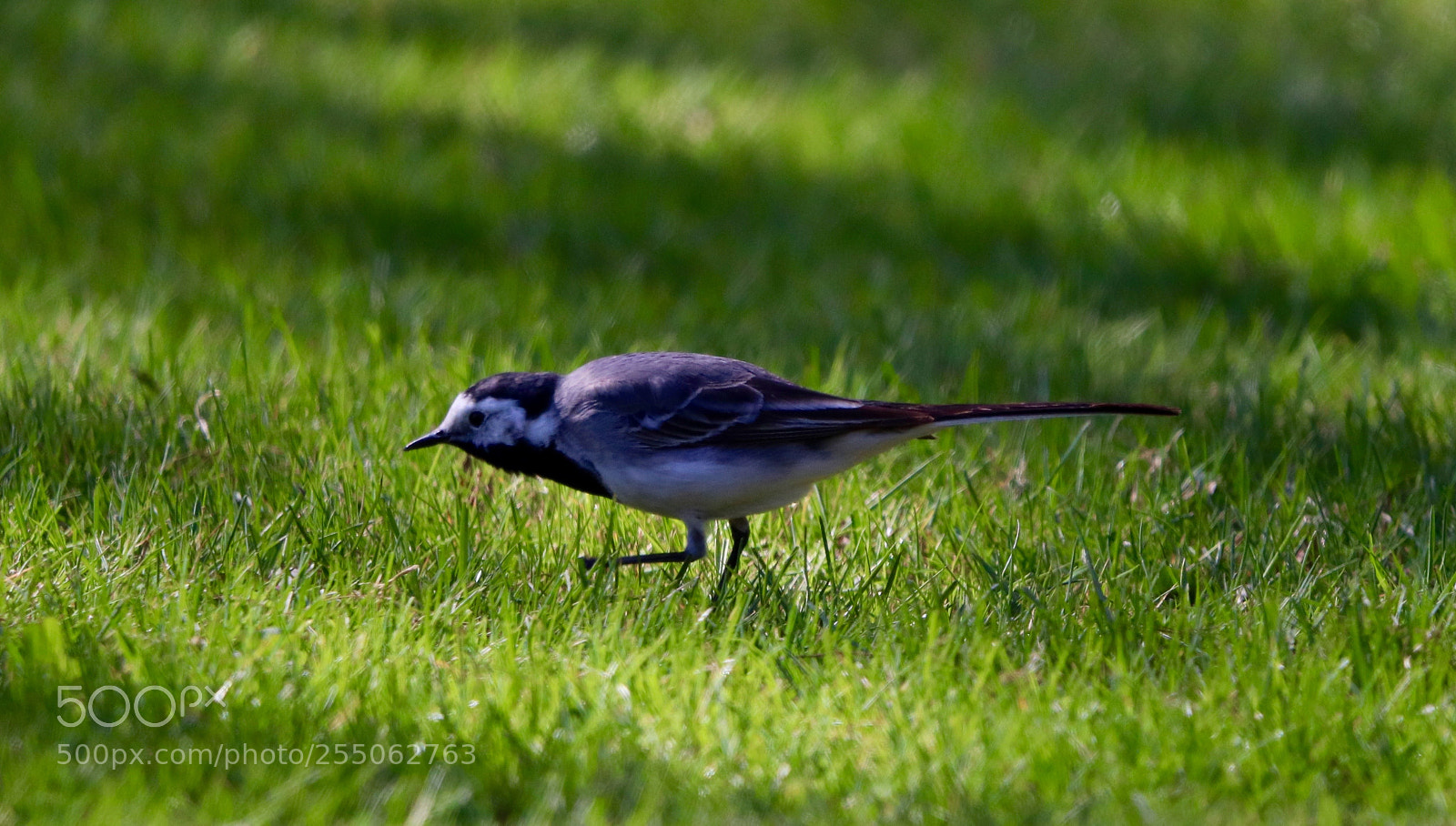 Canon EOS 77D (EOS 9000D / EOS 770D) sample photo. I'm a pointer photography