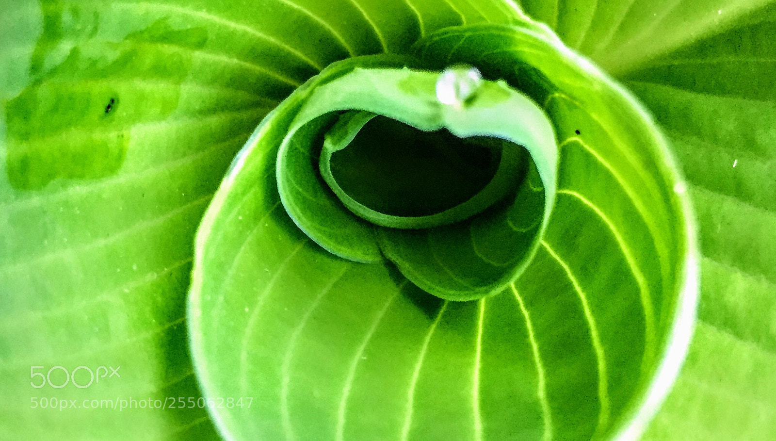 Apple iPhone 6 sample photo. Green photography