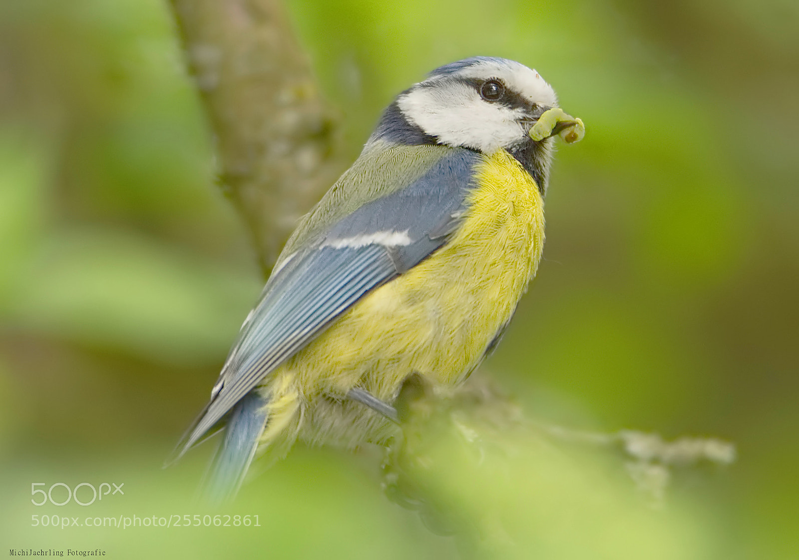 Nikon D7200 sample photo. Blue tits parents on photography