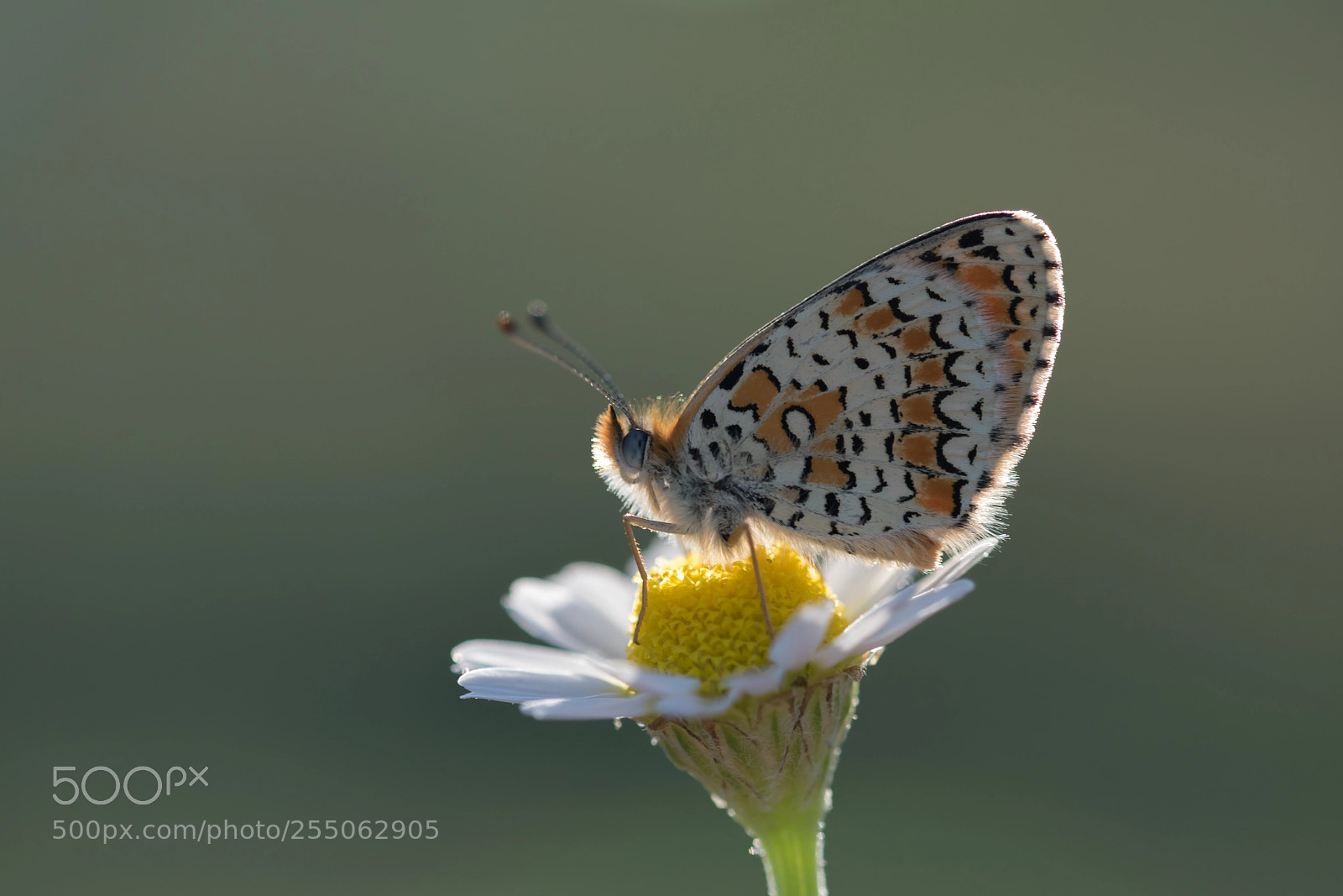 Nikon D810 sample photo. Beauty... photography