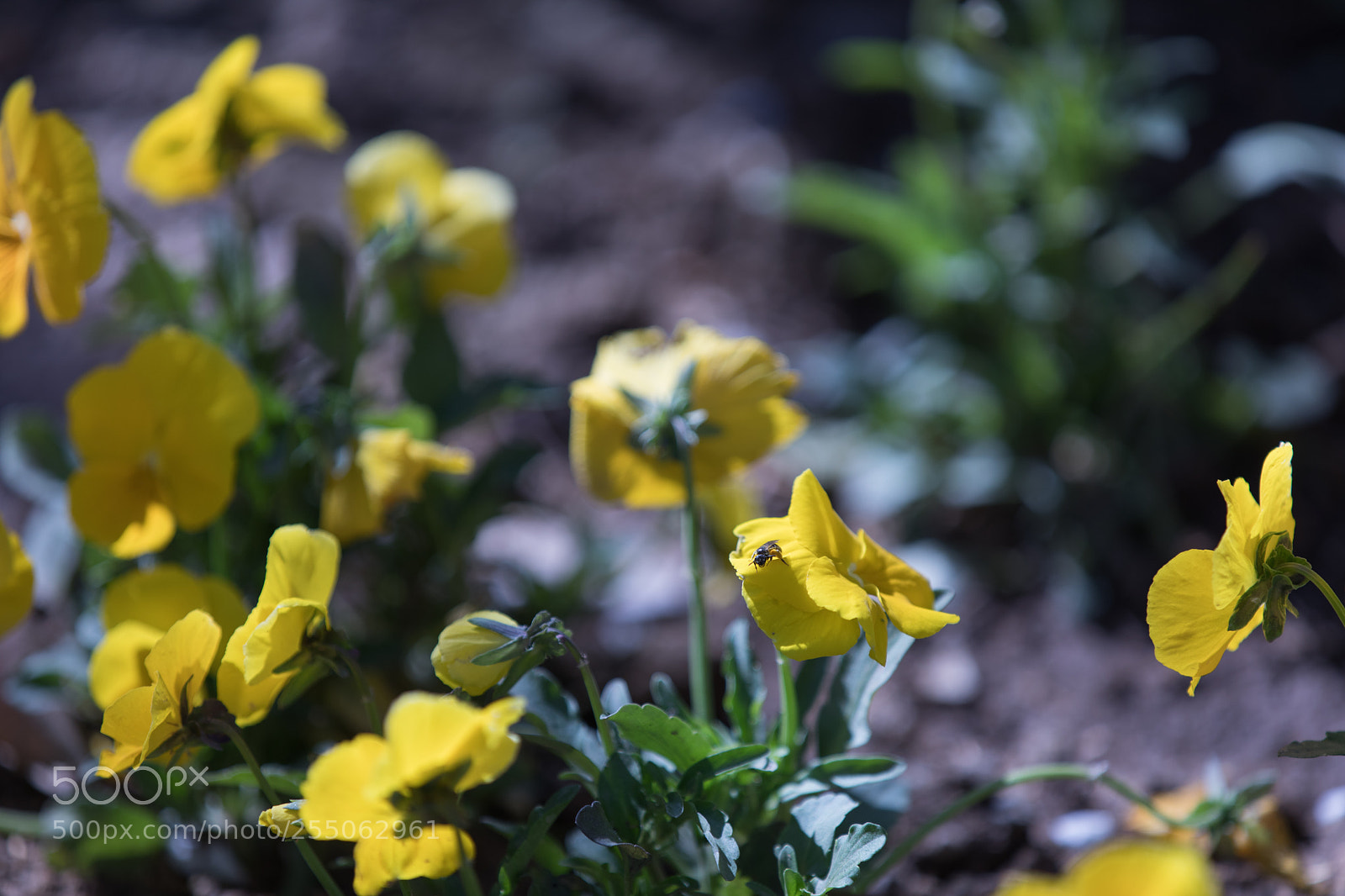 Canon EOS 5D Mark IV sample photo. Hide in yellow photography
