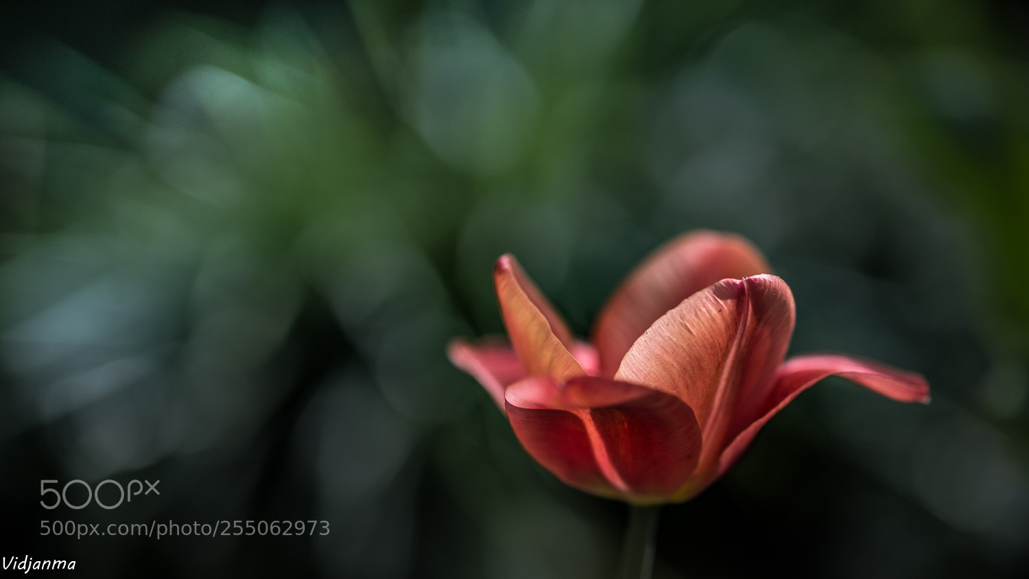 Nikon D610 sample photo. In the garden photography