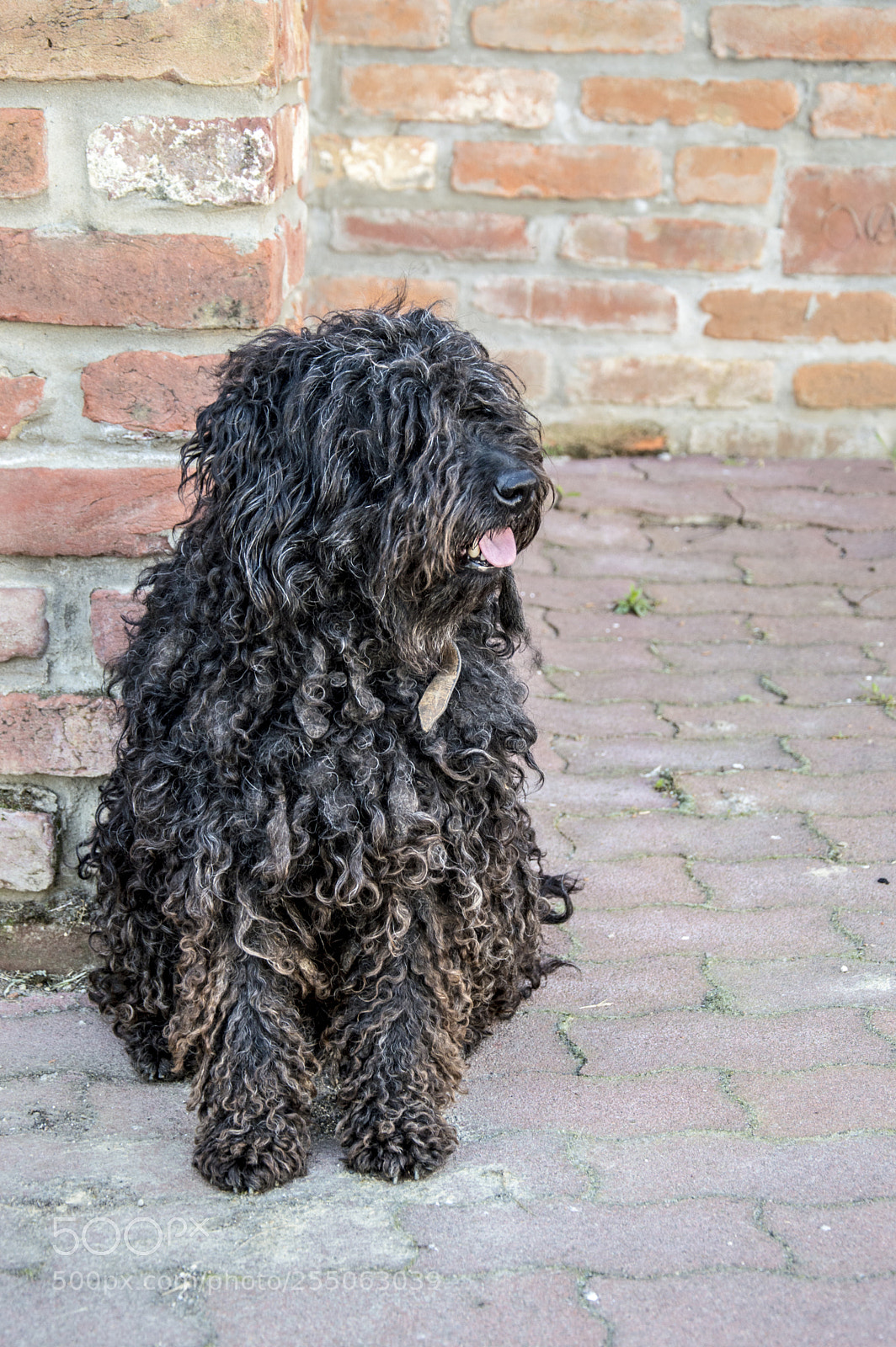 Nikon D3200 sample photo. Puli photography