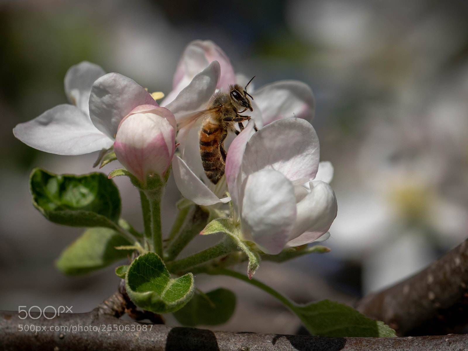 Canon EOS 80D sample photo. Bee in the apple photography