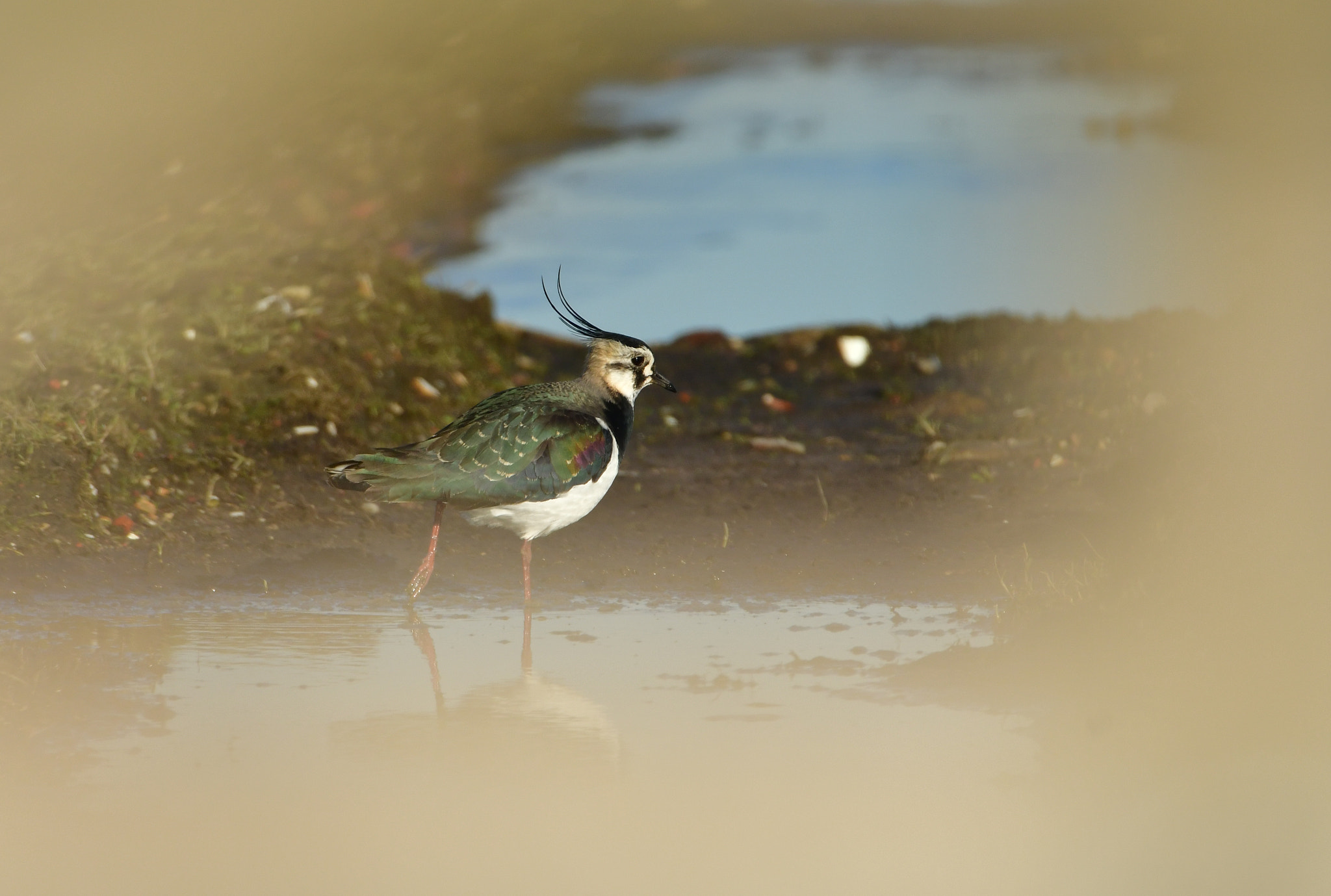 Nikon D500 + Nikon AF-S Nikkor 500mm F4G ED VR sample photo. Kievit photography
