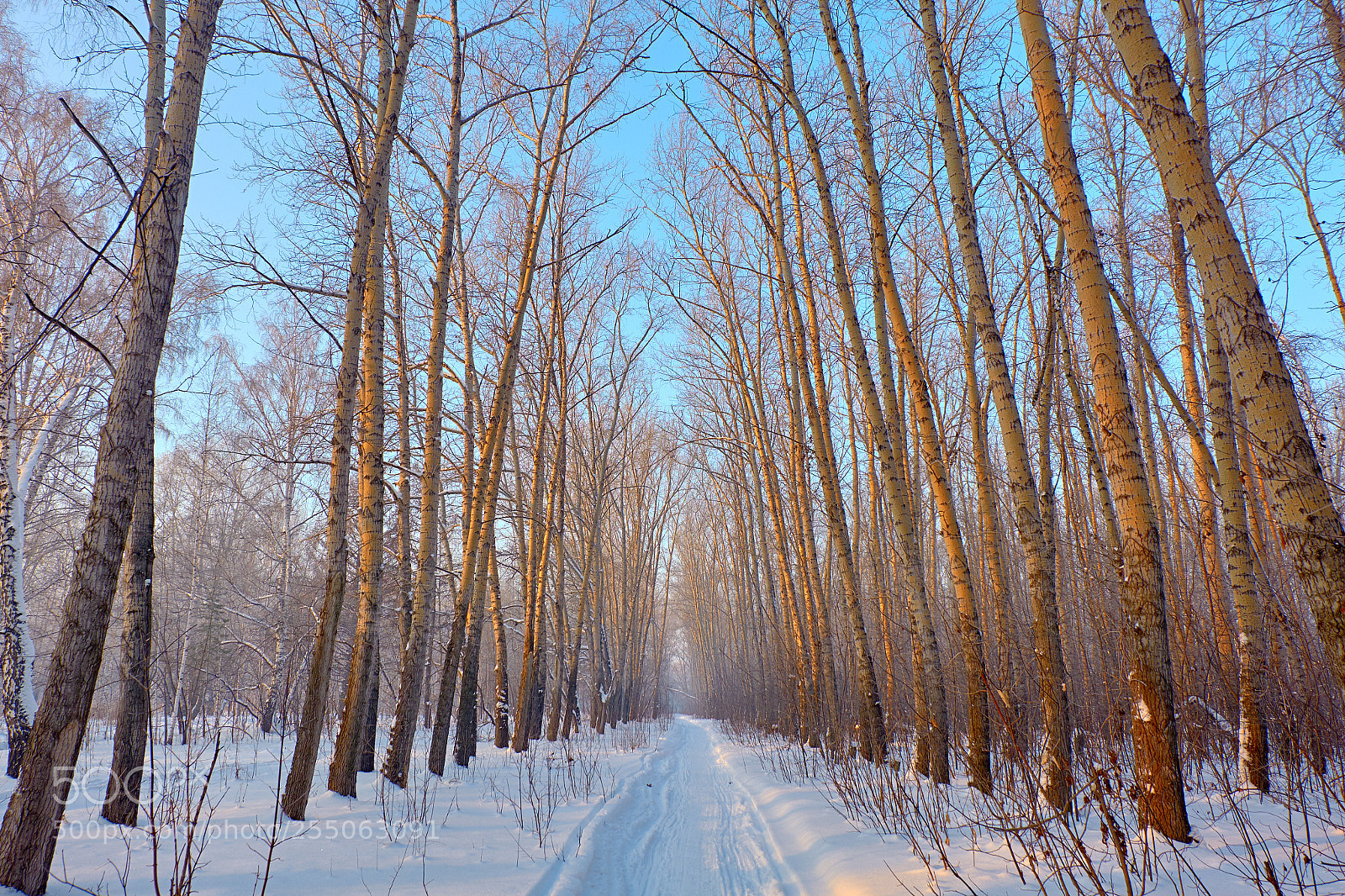Fujifilm X-M1 sample photo. Winter pathway photography