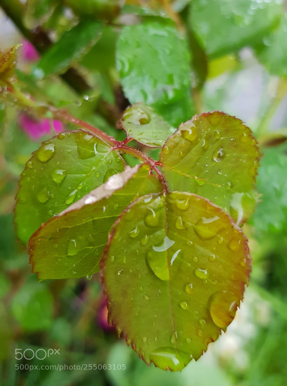 Samsung Galaxy S8 sample photo. Inthewet photography