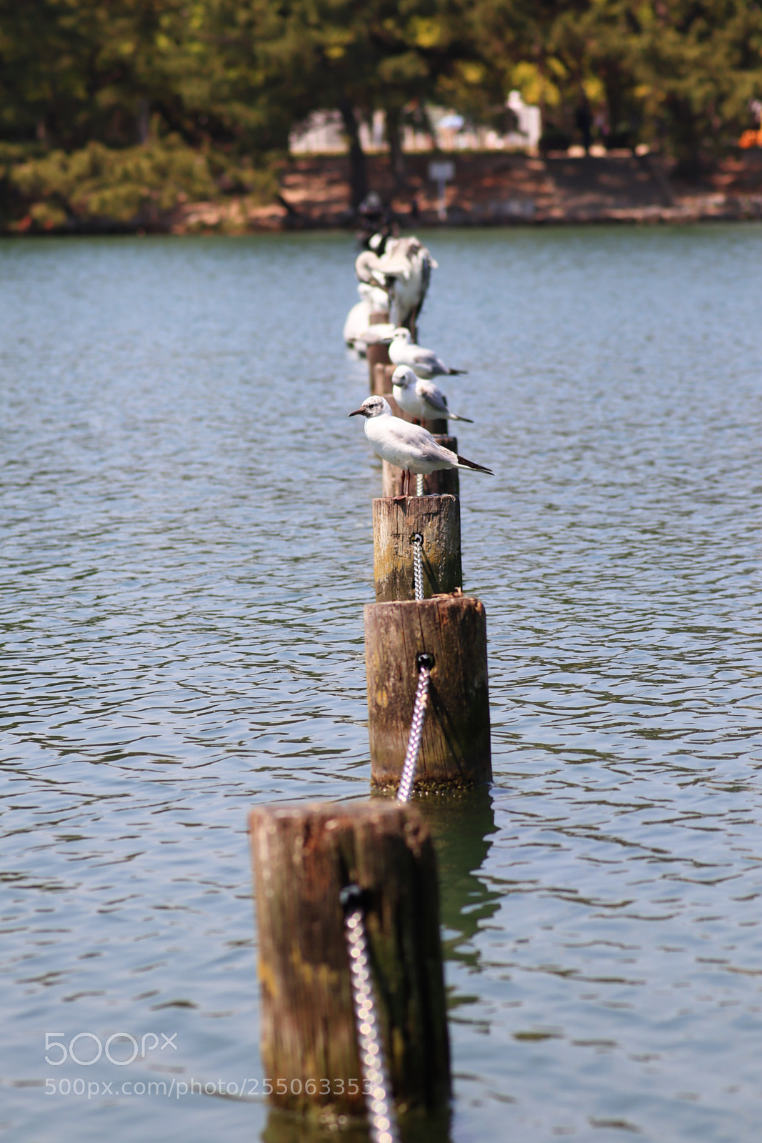 Canon EOS M50 (EOS Kiss M) sample photo. 005 photography