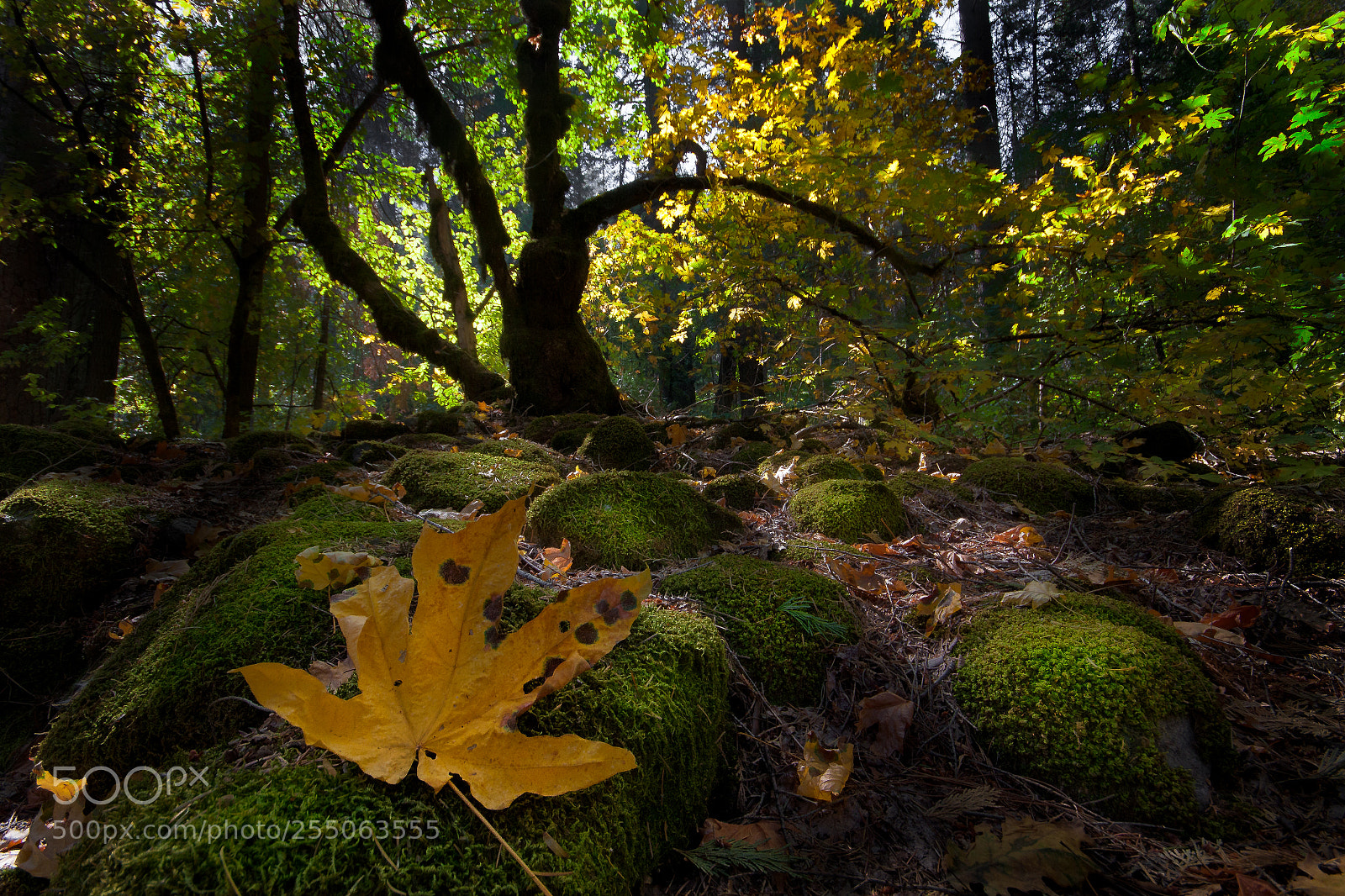 Canon EOS 50D sample photo. Forest spell photography
