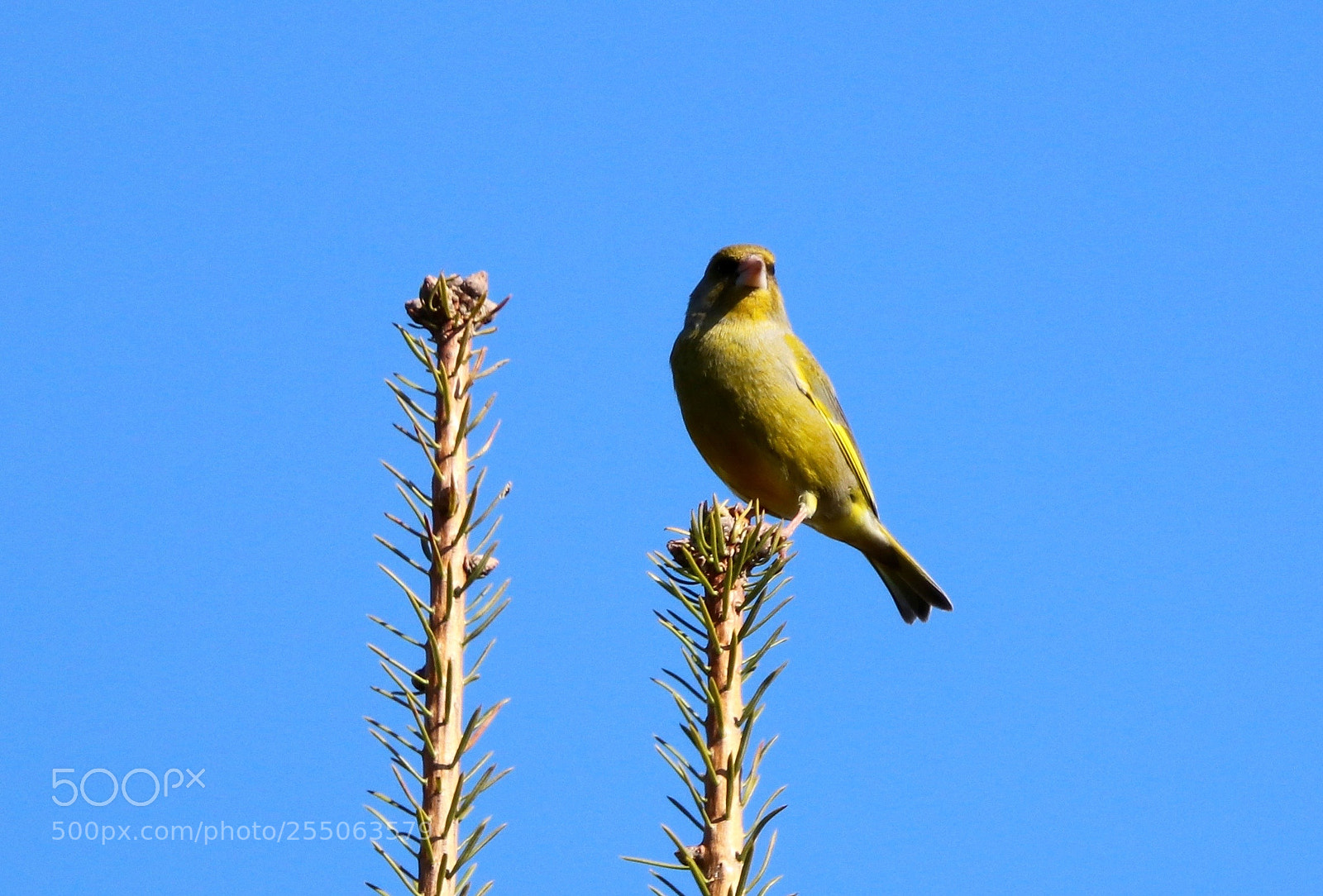 Canon EOS 77D (EOS 9000D / EOS 770D) sample photo. Greenfinch in a treetop photography