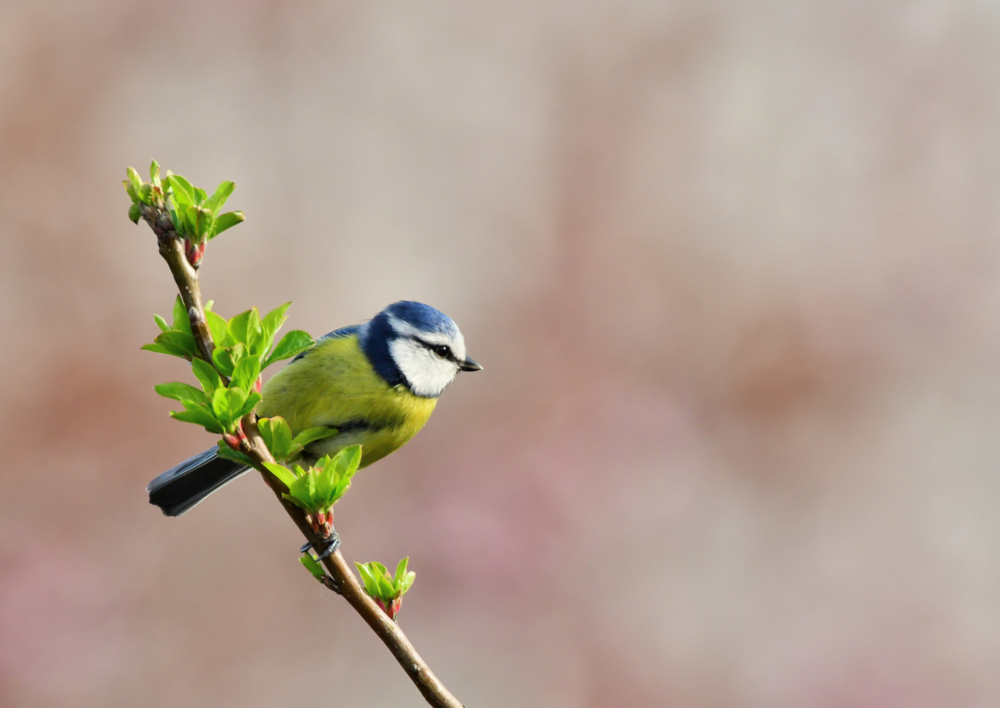 Nikon AF-S Nikkor 500mm F4G ED VR sample photo. Pimpelmees photography