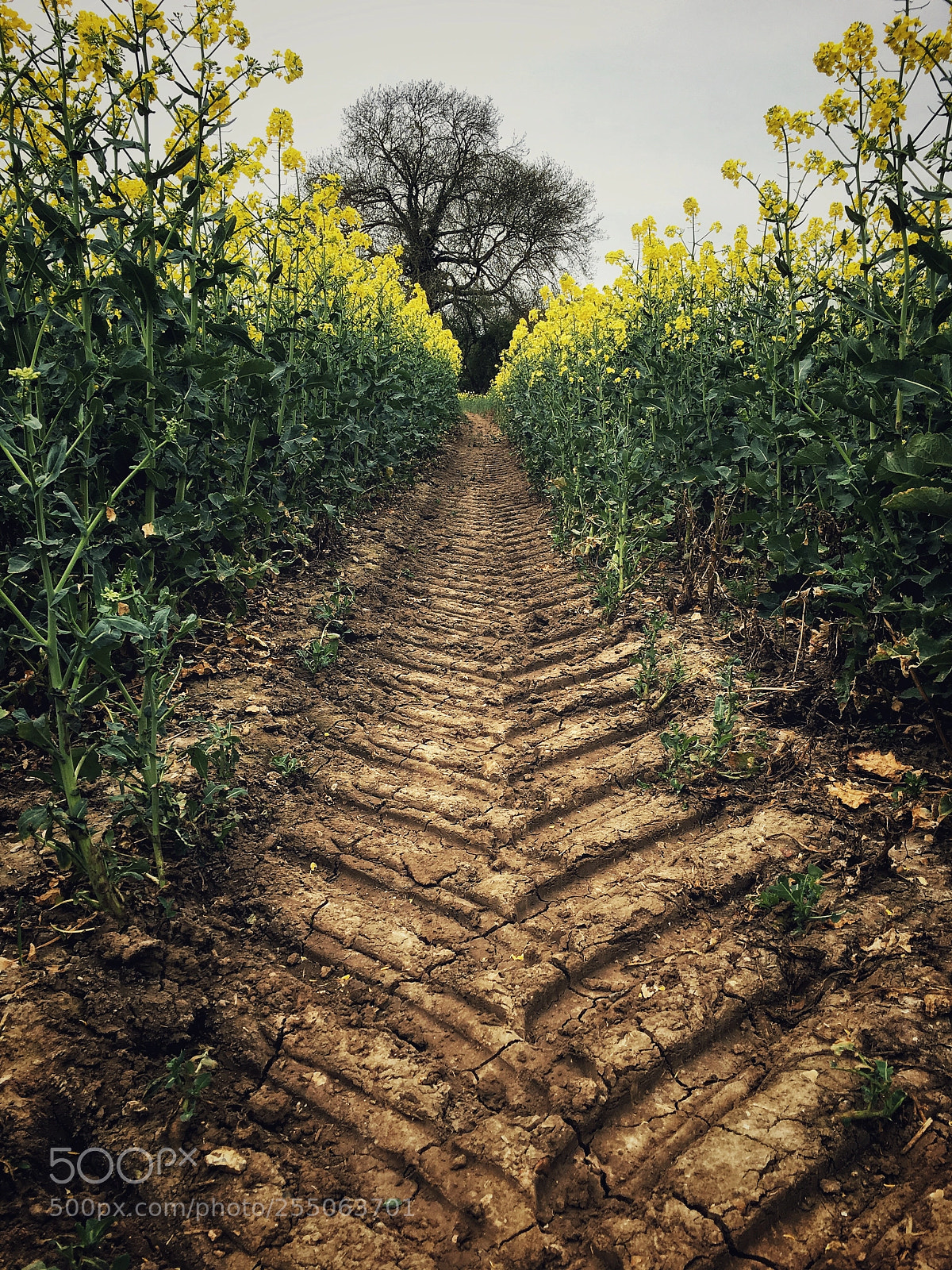 Apple iPhone 6s sample photo. Making tracks photography