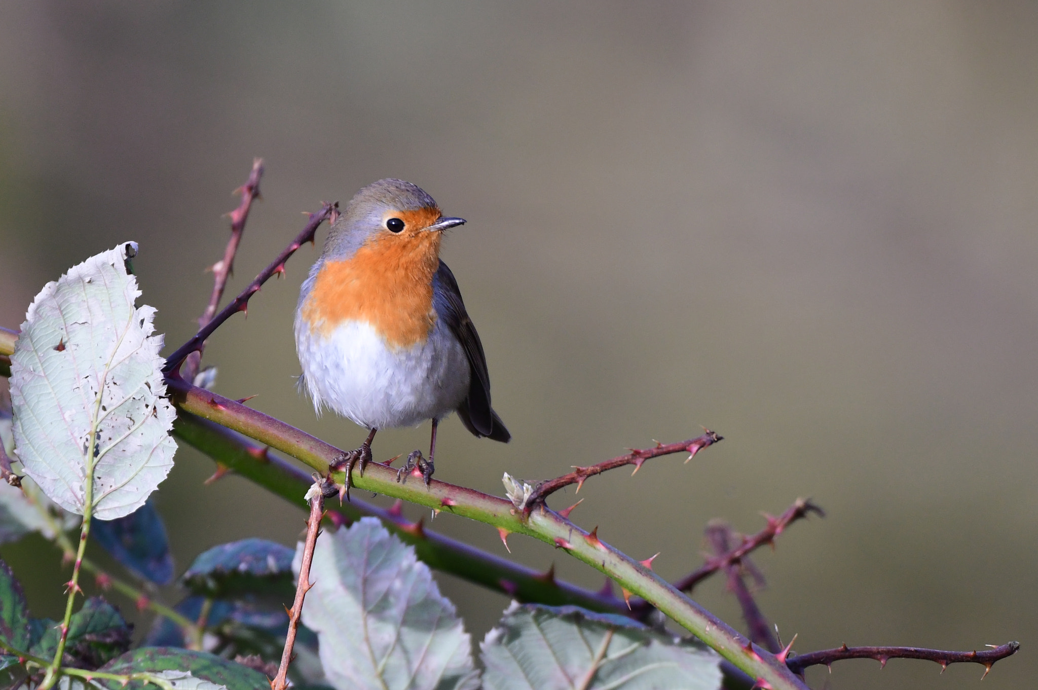 Nikon AF-S Nikkor 500mm F4G ED VR sample photo. Roodborst photography