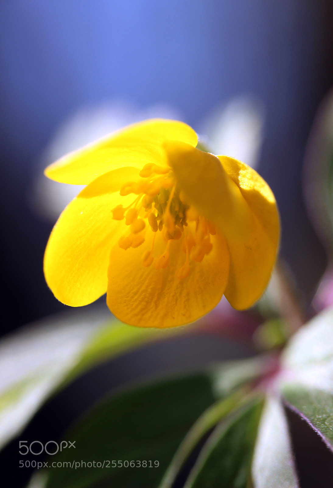 Canon EOS 600D (Rebel EOS T3i / EOS Kiss X5) sample photo. Ветренница лютиковая, anemone ranunculoides photography