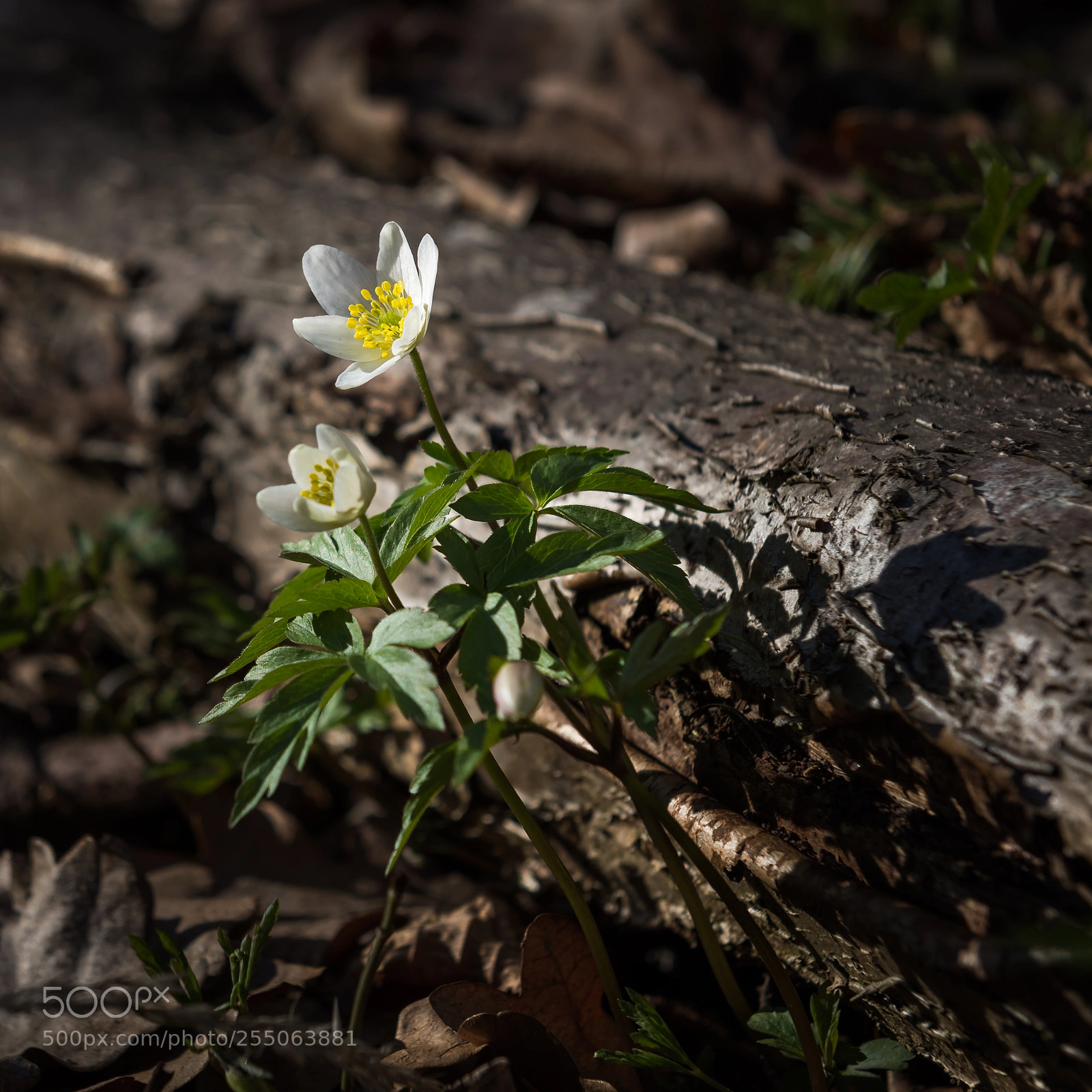 Nikon D810 sample photo. Wood anemone photography