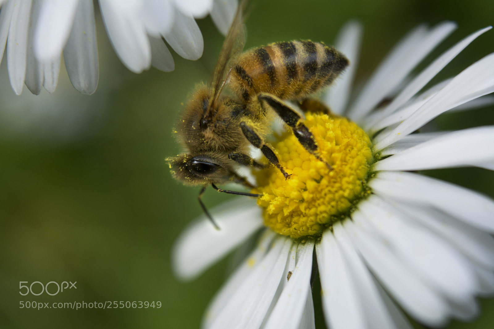 Nikon D5200 sample photo. Be like a bee photography