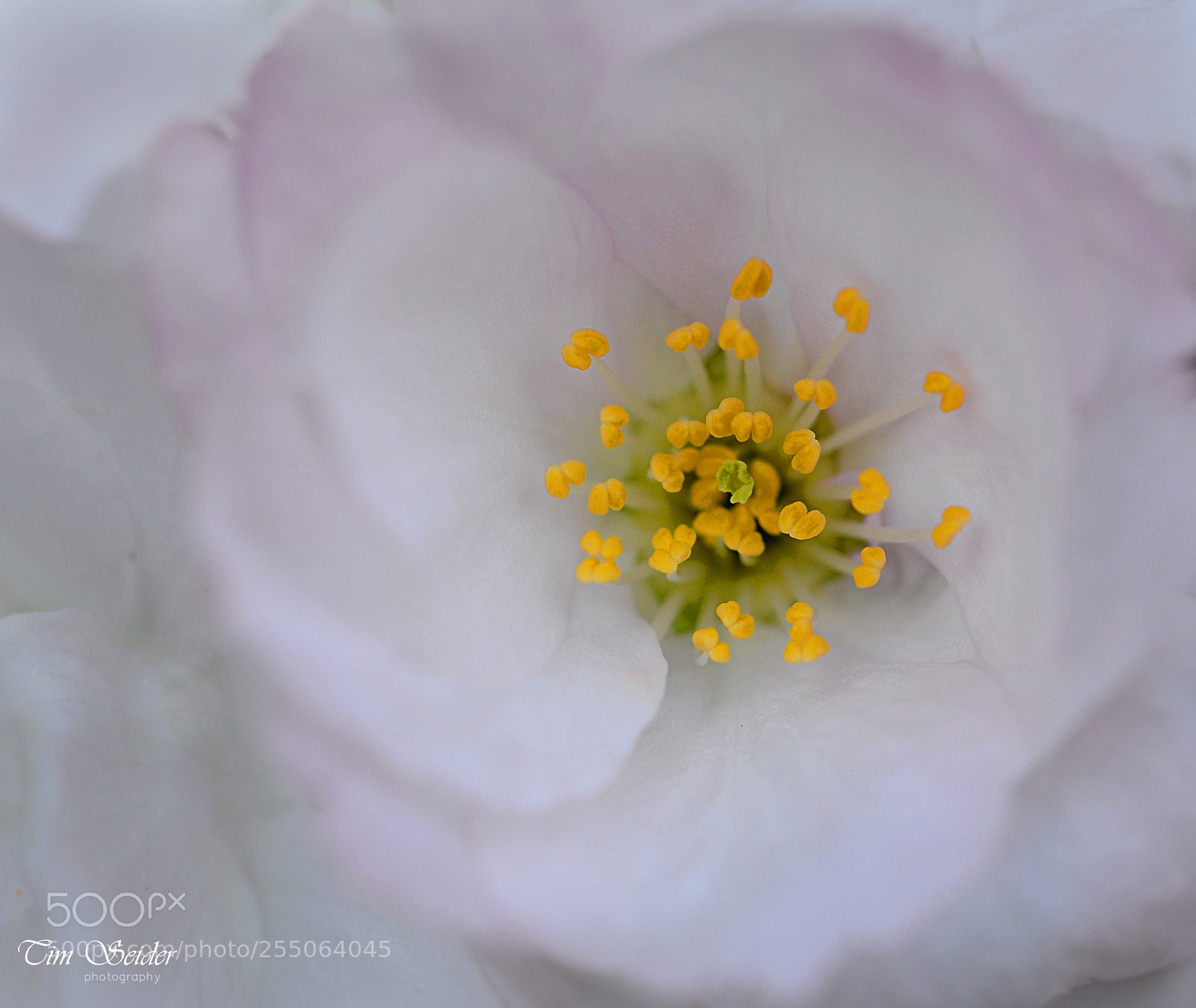 Nikon D610 sample photo. Blossom photography