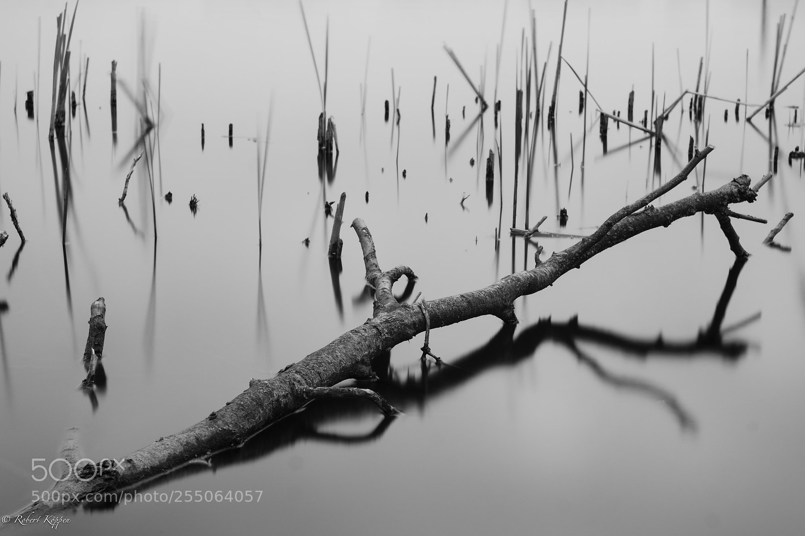 Fujifilm X-Pro1 sample photo. Tree trunk photography