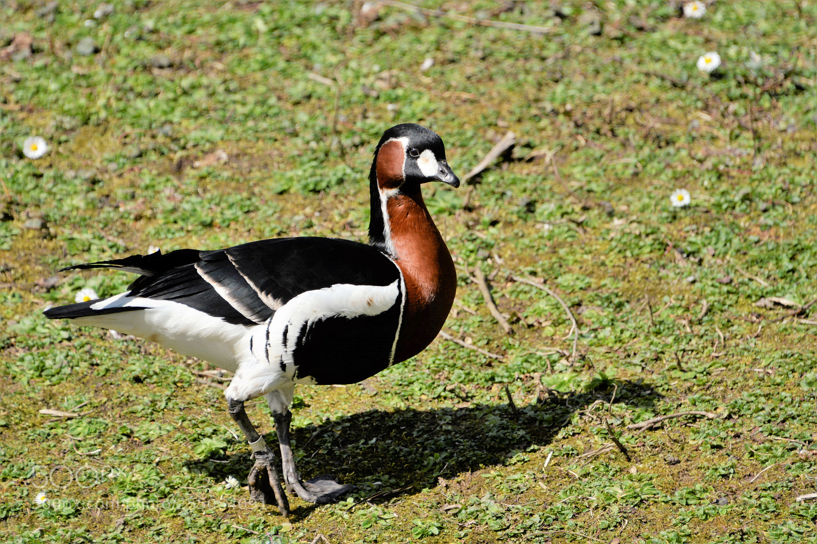 Nikon D7100 sample photo. Red breasted goose photography