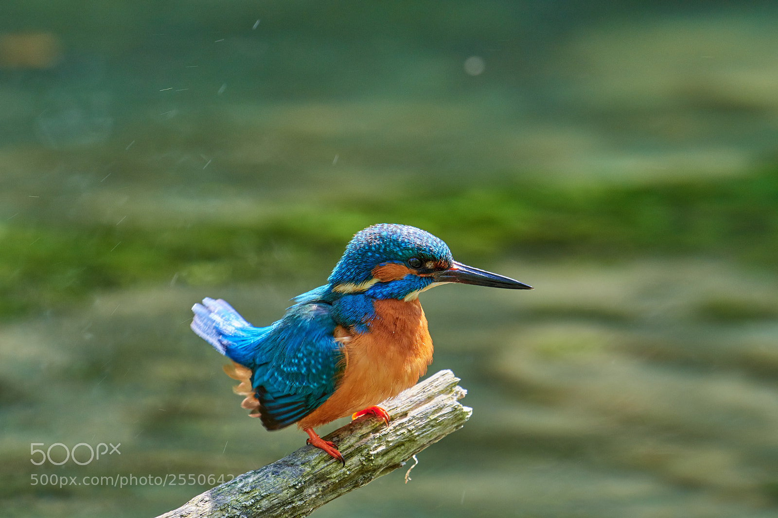Nikon D500 sample photo. Kingfisher photography