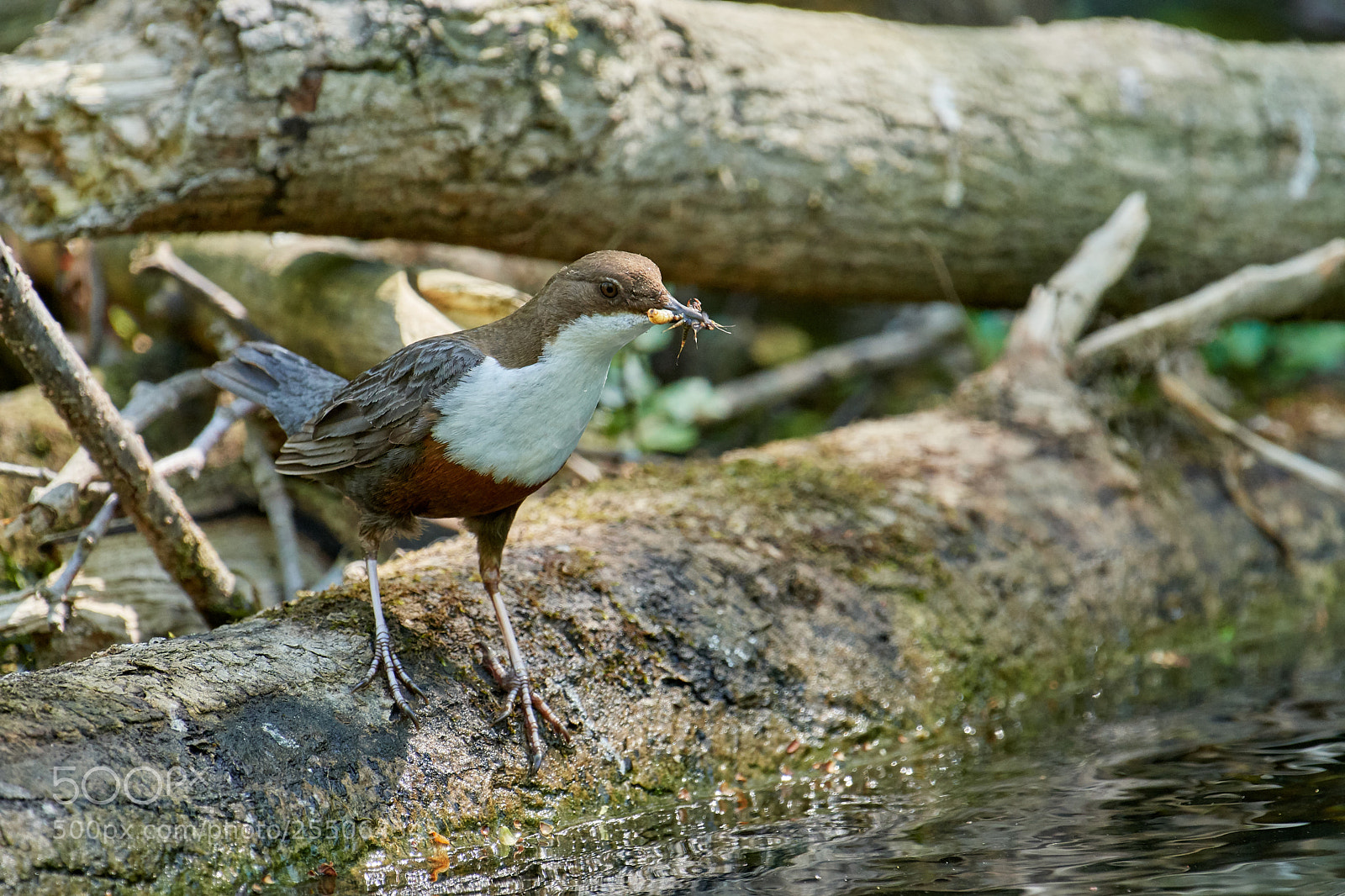 Nikon D500 sample photo. Wasseramsel photography