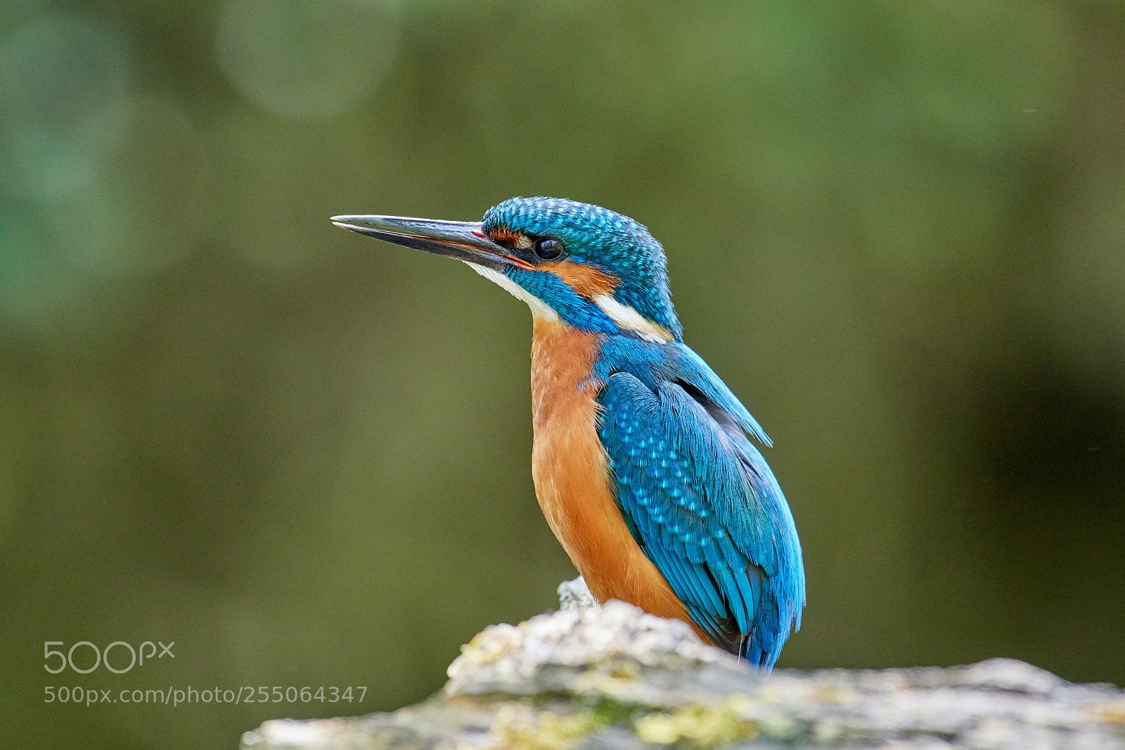 Nikon D500 sample photo. Kingfisher photography
