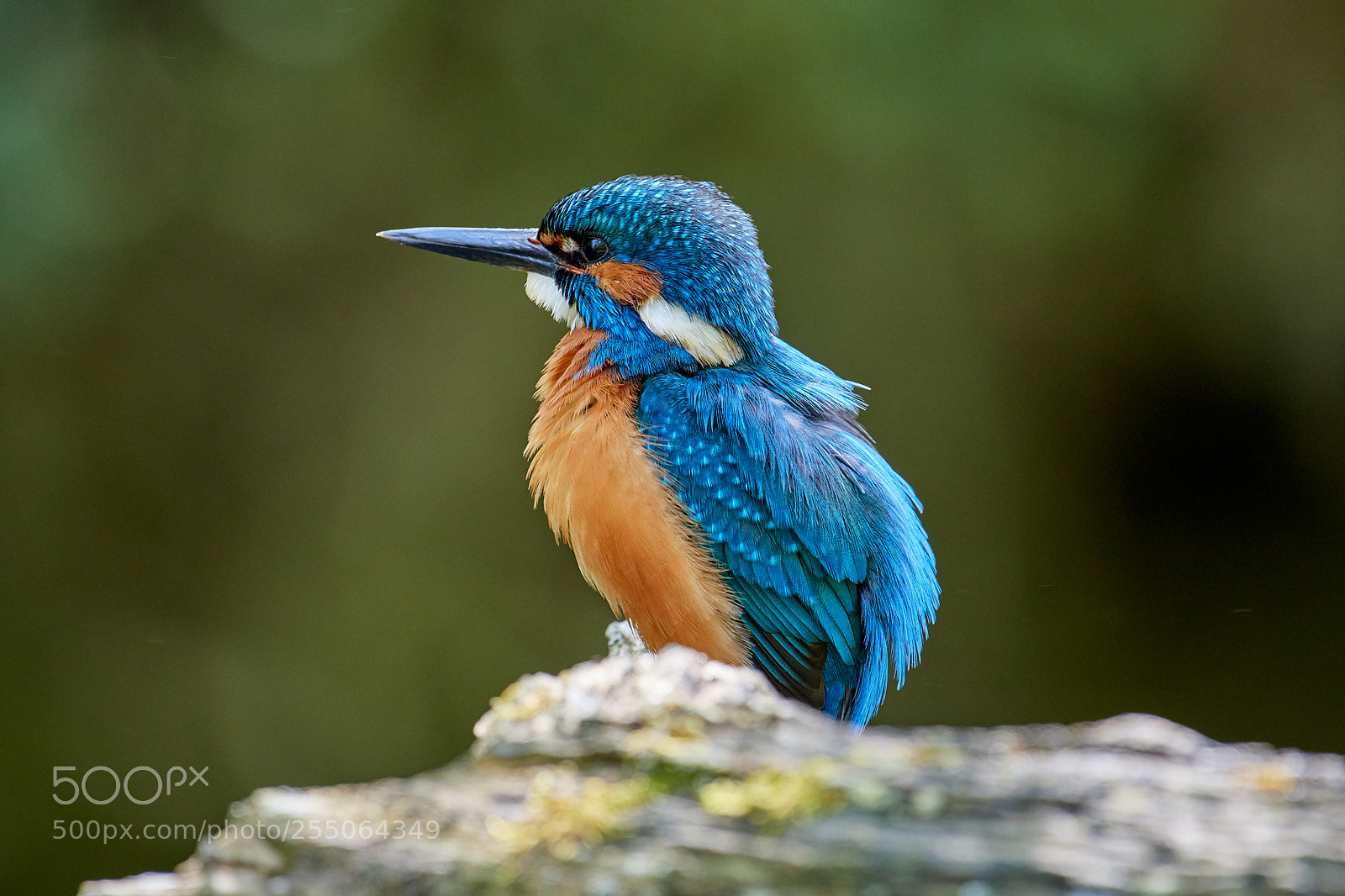 Nikon D500 sample photo. Kingfisher photography