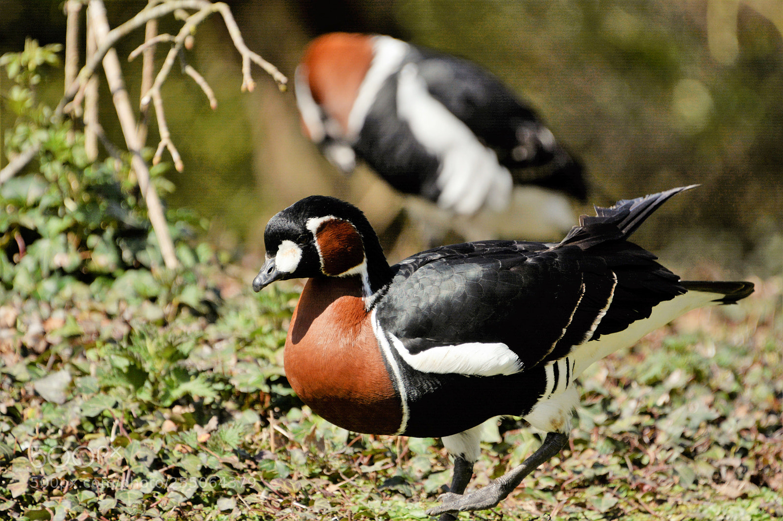 Nikon D7100 sample photo. Red breasted goose photography