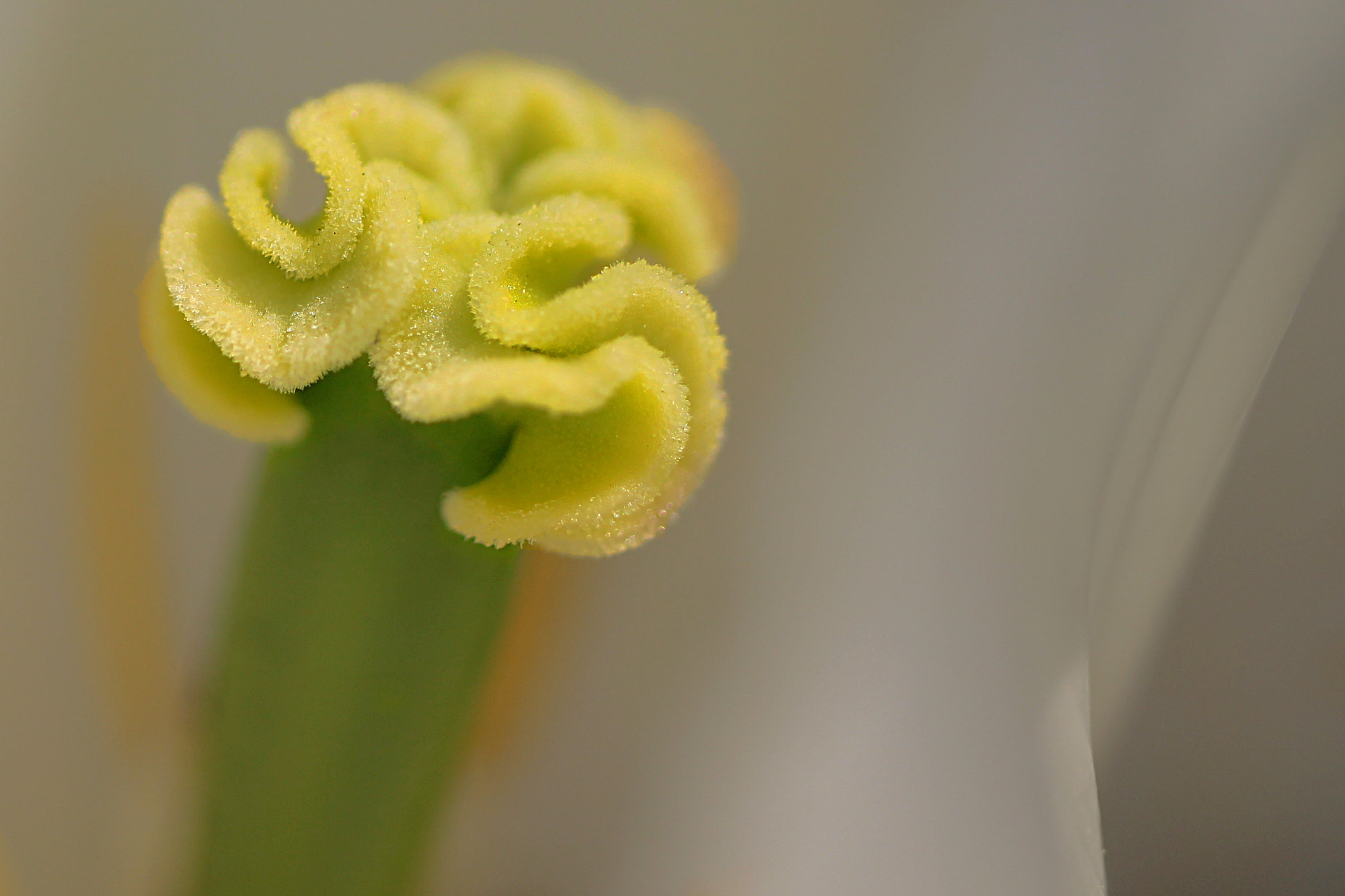 Canon EF-S 35mm F2.8 Macro IS STM sample photo. Pistil photography