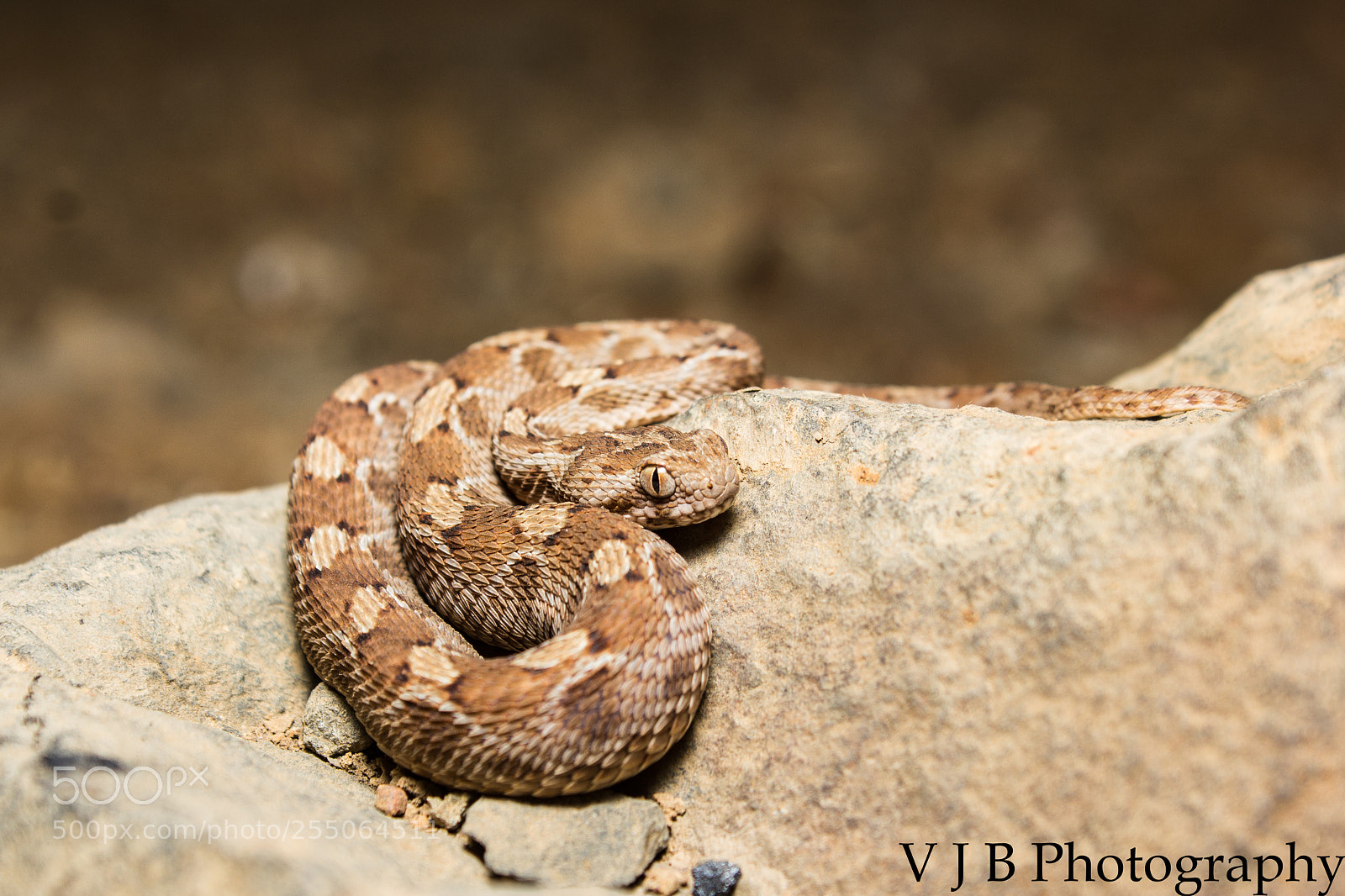 Canon EOS 550D (EOS Rebel T2i / EOS Kiss X4) sample photo. Saw scaled viper photography
