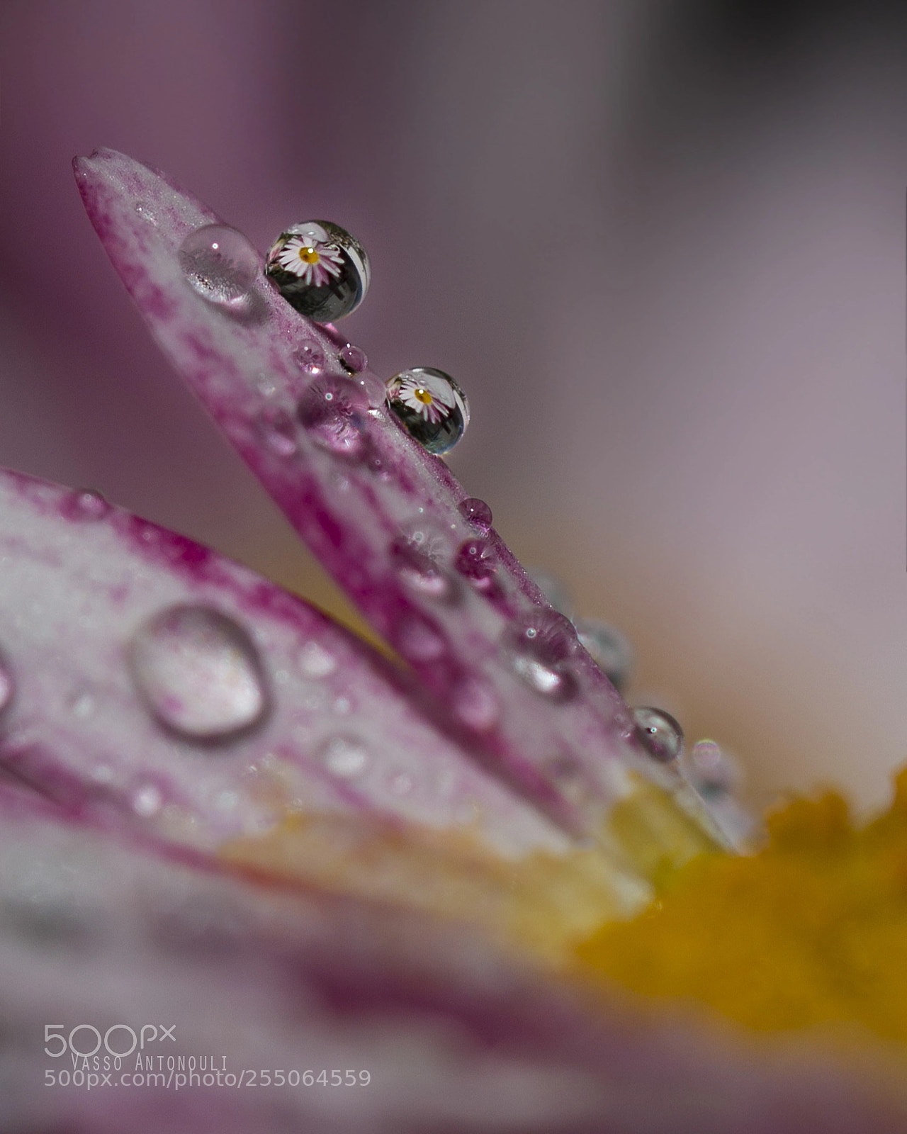 Canon EOS 70D sample photo. Drops photography