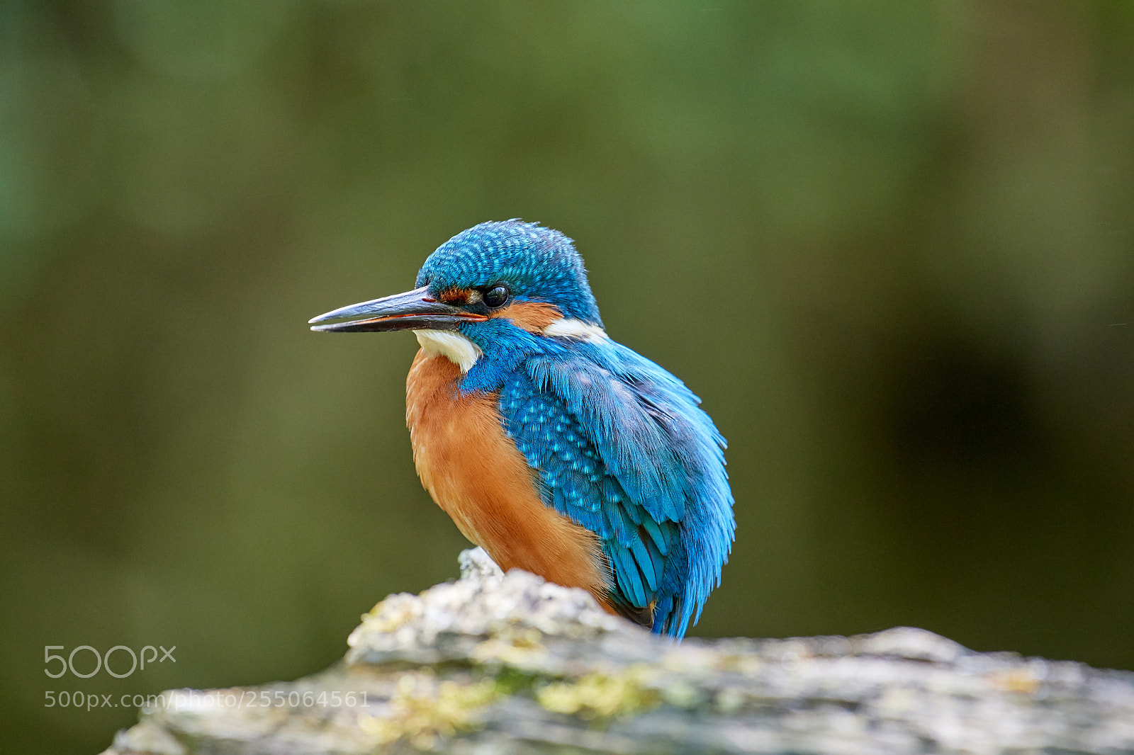 Nikon D500 sample photo. Kingfisher photography
