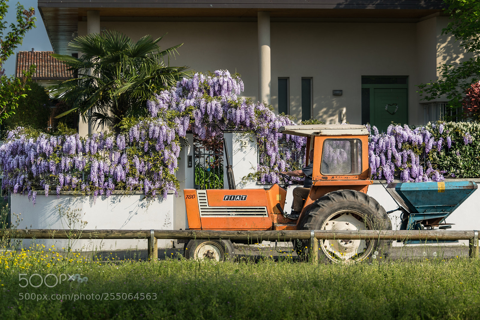 Nikon D5300 sample photo. Chinese wisteria photography