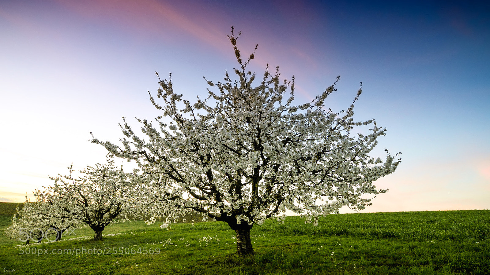 Nikon D7100 sample photo. Spring sky photography