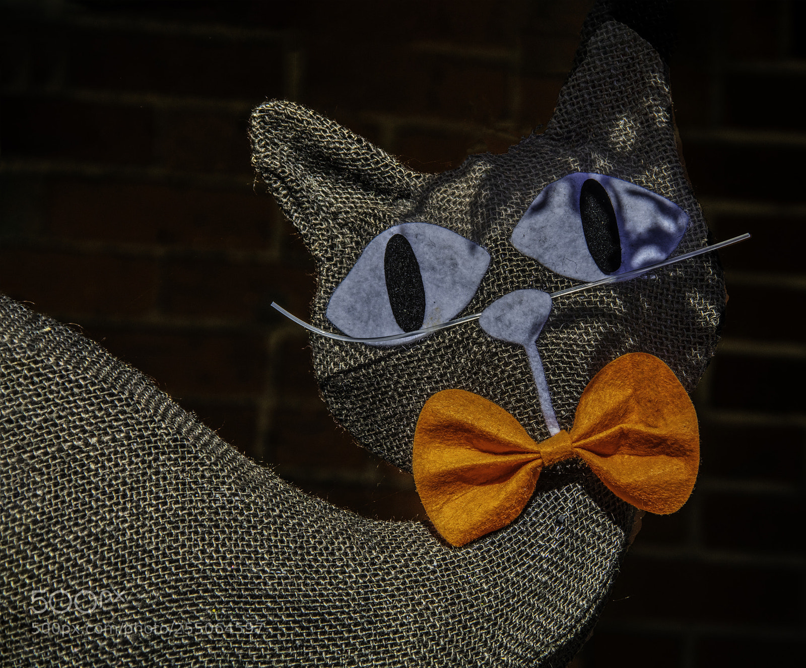 Canon EOS 5DS sample photo. Halloween top cat photography