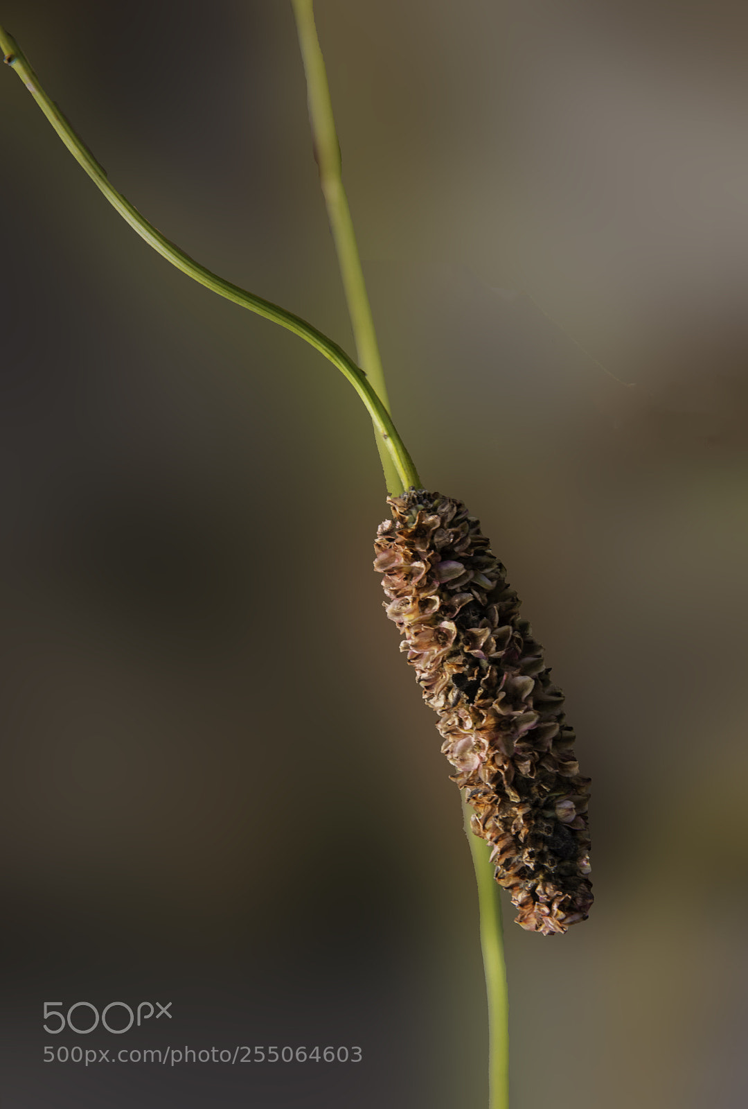 Canon EOS 5DS sample photo. Gone is the beauty photography