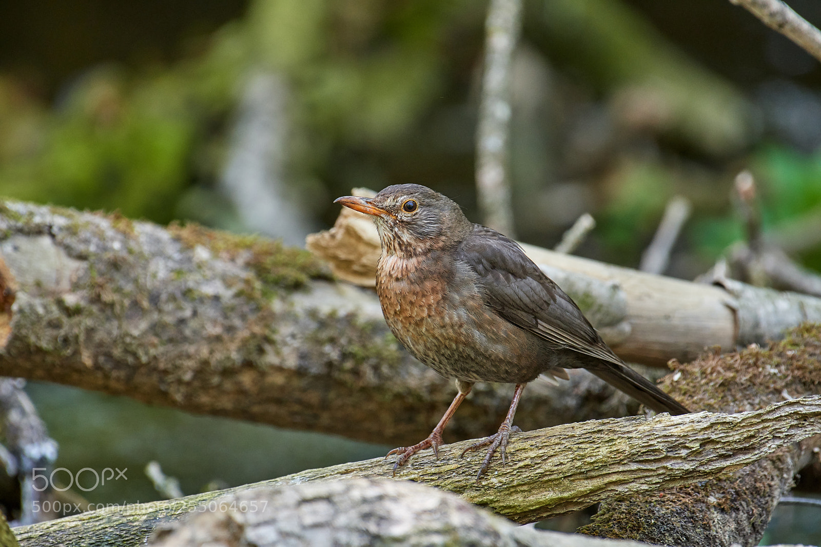 Nikon D500 sample photo. Amsel weicbchen photography