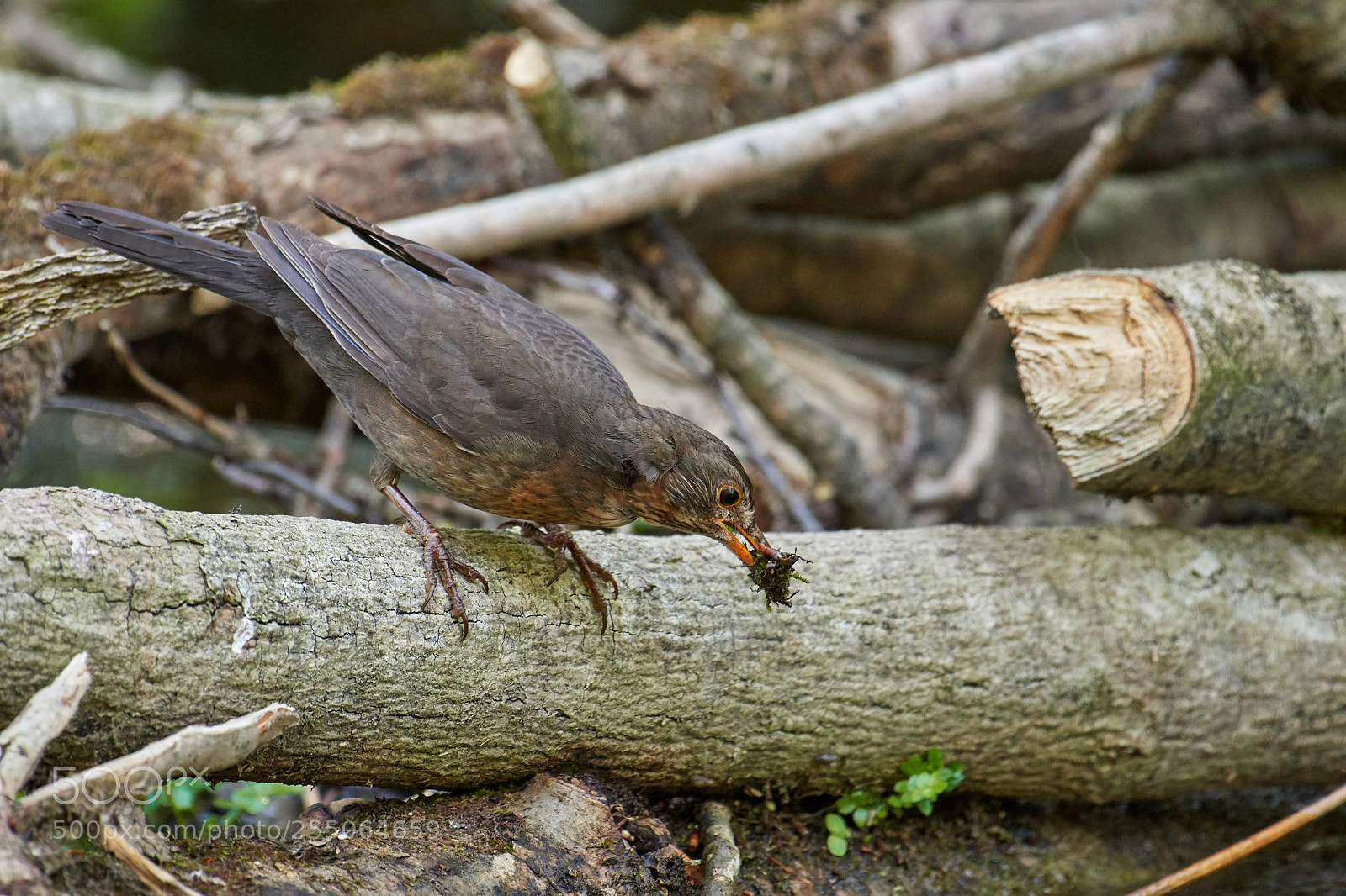 Nikon D500 sample photo. Amsel weibchen photography