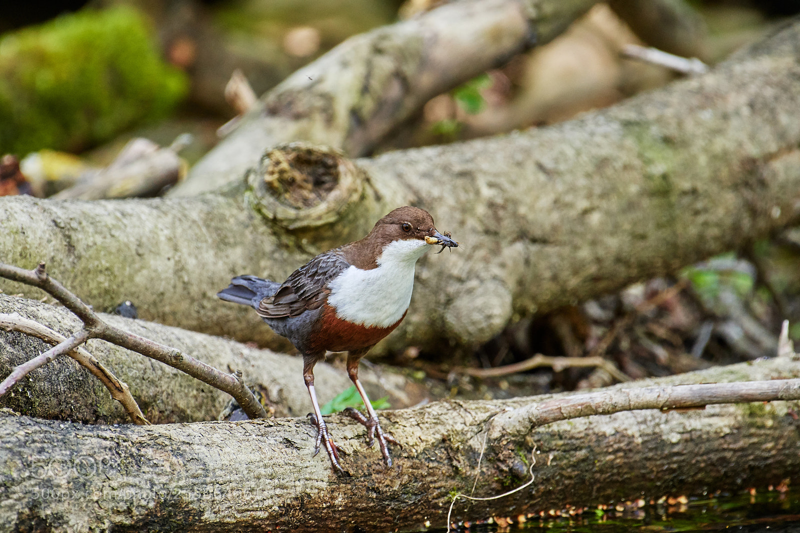 Nikon D500 sample photo. Wasseramsel photography